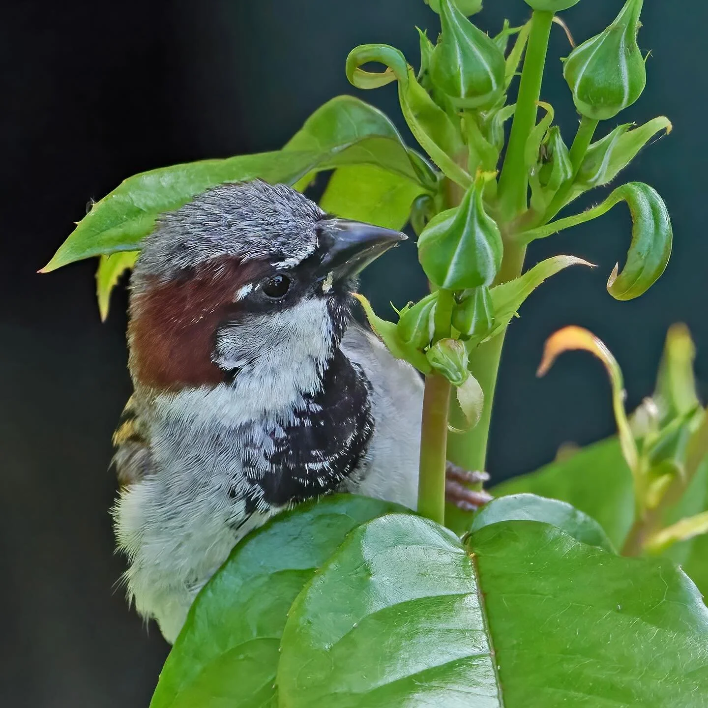 Natural pest control&hellip;
.
The sparrows in my garden have been feasting on the aphid on my roses. 
.
For someone who has stopped using any chemicals at all in the garden this is so good to see and the whole point of going chemical free in the fir