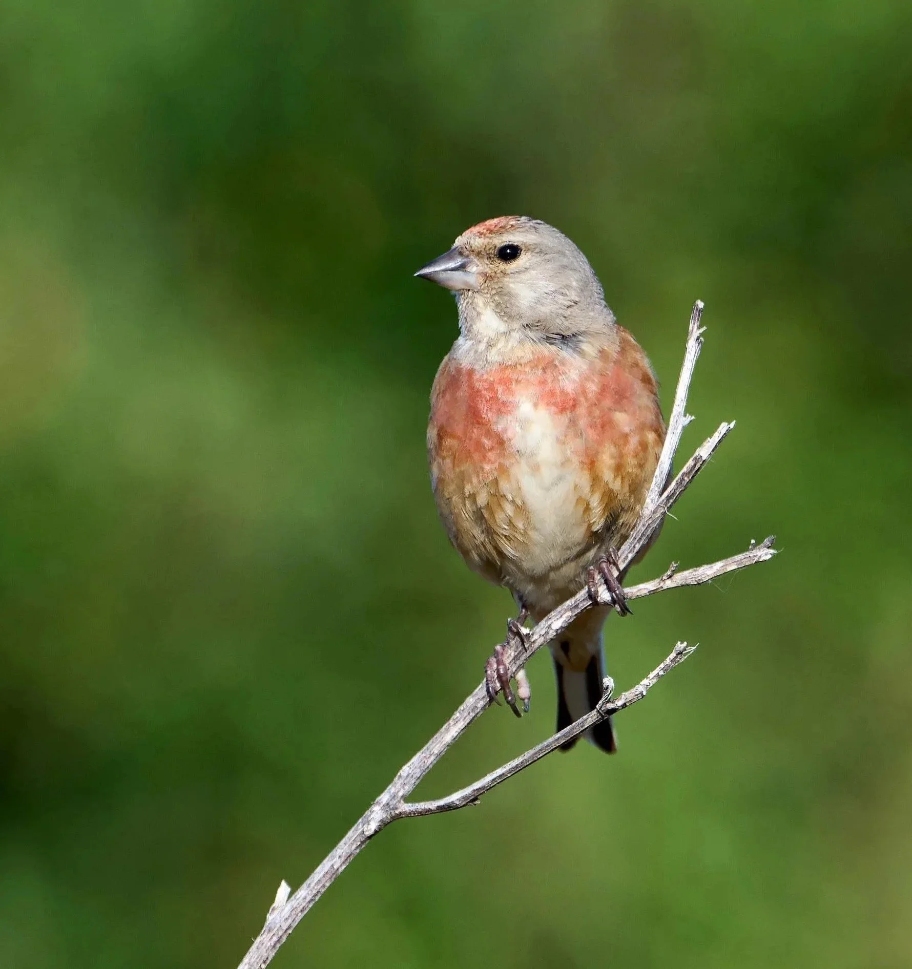 Linnet on a branch