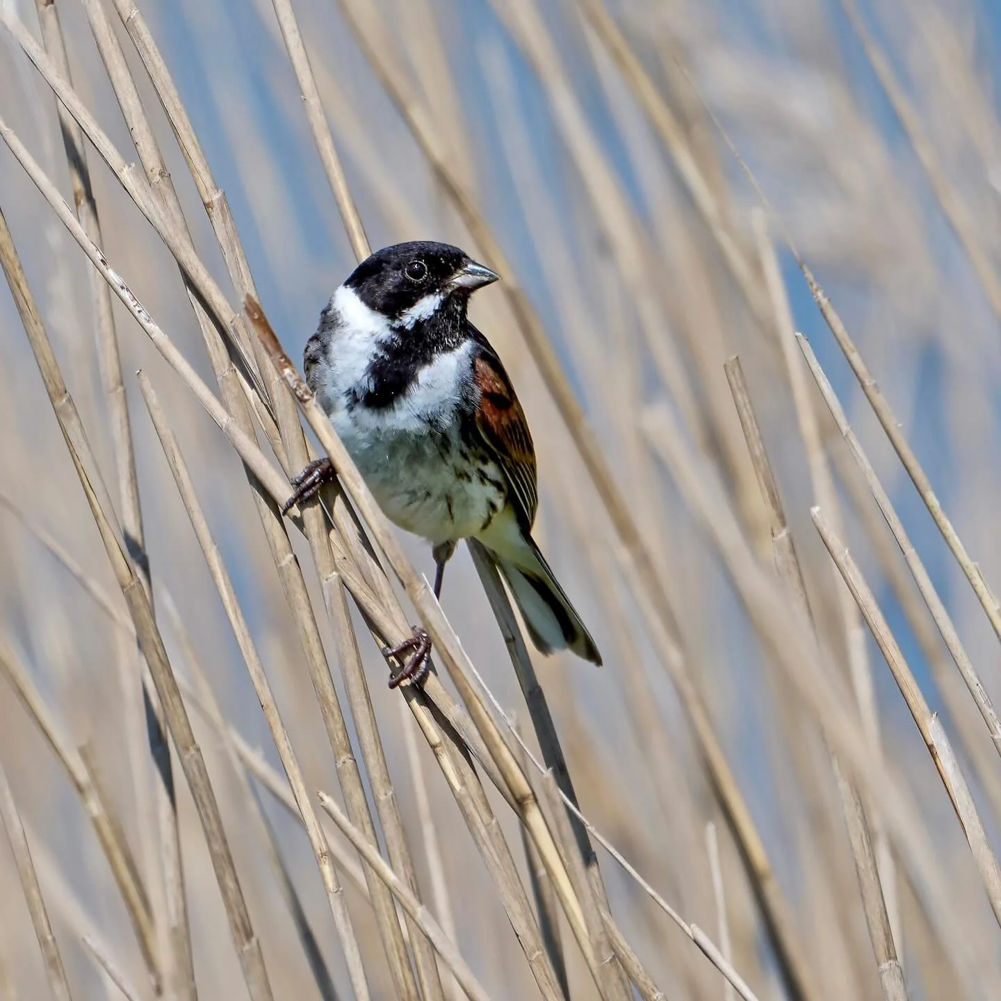 Reeds, bunting, reed bunting&hellip;
.
.
600mm 1/1000s f/6.3 ISO900
.
.
#reedbunting #bunting #songbird #bird_captures #bird_perfection #bird_extreme #bestbirds #birds #bird #birders #birdwatching #emberizaschoeniclus #passerine #nikonphotography