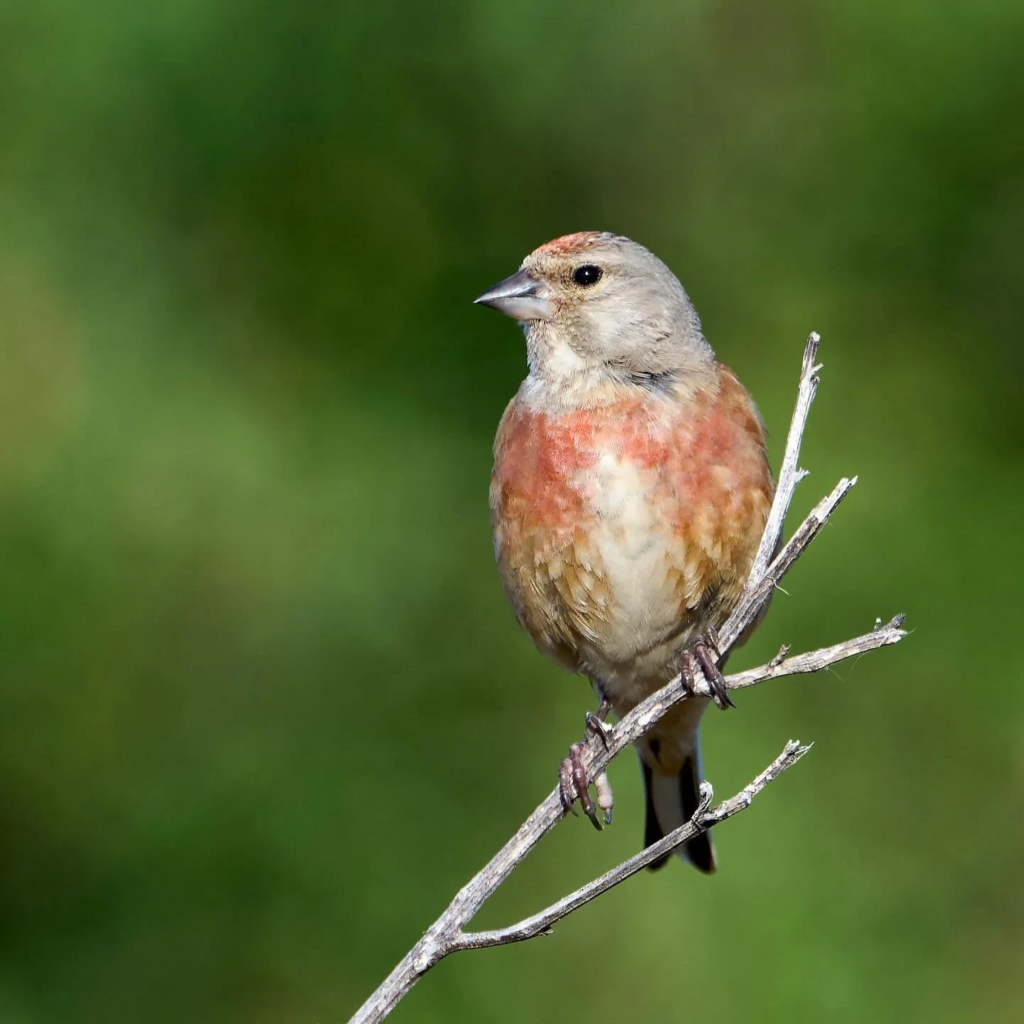 My local branch&hellip;
.
.
600mm 1/1000s f/6.3 ISO900
.
.
#linnet #finch #finches #fringillidae #bird #birds #birdfreaks #birdphoto #bestbirds #birdcaptures #cardueliscannabina #birdlove #planetbirds #nikonz9