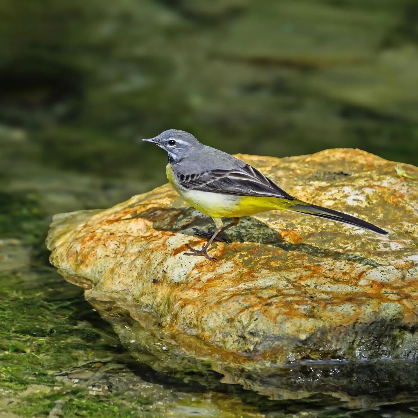 It&rsquo;s just a stepping stone&hellip;
.
.
600mm 1/800s f/7.1 ISO1000
.
.
#greywagtail #wagtail #bird #birds #birdphoto #bestbirds #motacillidae #motacillacinerea #steppingstone #birdfreaks #birdcaptures #wildlife #nature #naturephotography #birder