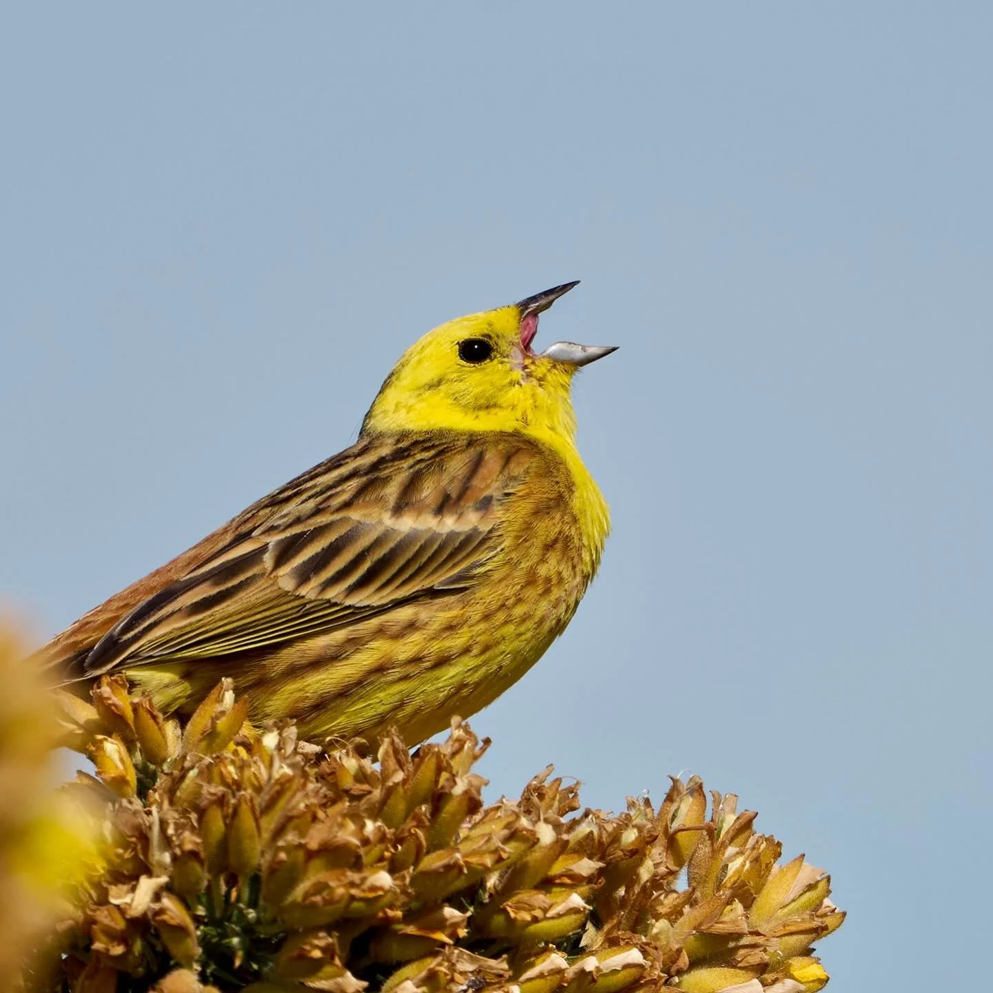 Sometimes you just need to belt out a tune&hellip;
.
.
600mm 1/800s f/6.3 ISO400
.
.
#yellowhammer #songbird #bunting #passerine #birds #bird #birds_captures #birds_nature #birdphoto #birdplanet #emberizacitrinella #nikon #nikonphoto