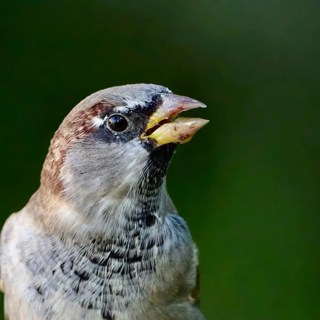 A few pics from my garden this week. Which is your favourite&hellip;?
.
.
#gardenbirds #greenfinch #housesparrow #bluetit #woodpigeon #robin #greattit #gardenwildlife #greatspottedwoodpecker