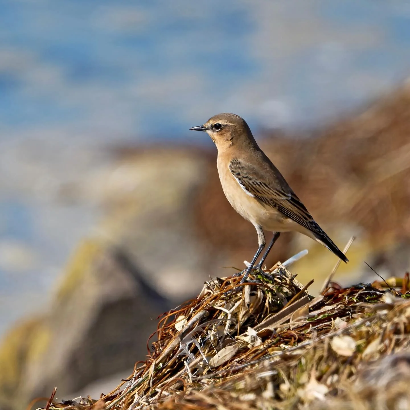 Thinking about the long journey ahead&hellip;
.
.
600mm 1/800s f/8 ISO500
.
.
#wheatear #migratorybirds #birdmigration #birds #birdcaptures #birdphoto #birdpics #bestbirds #birdphotographer #birder #birdlove #rspb #pagham #paghamharbournaturereserve