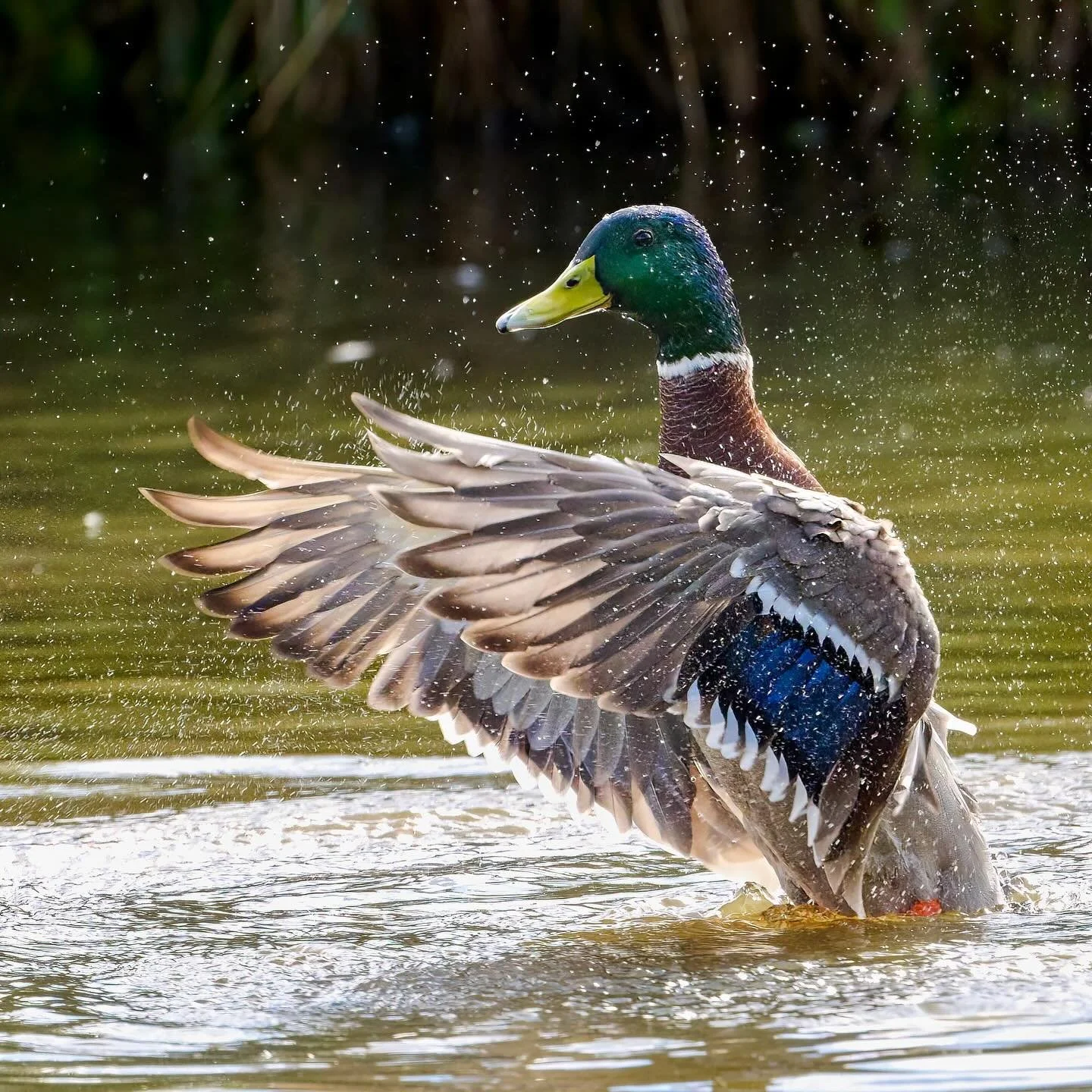 Just ducking about &hellip;
.
.
600mm 1/1000s f/8 ISO1000
.
.
#mallard #mallardduck #mallards #ducks #ducksofinstagram #duckphotography #waterfowl #waterbirds #anasplatyrhynchos #birds #birdphoto #wildlife #nature