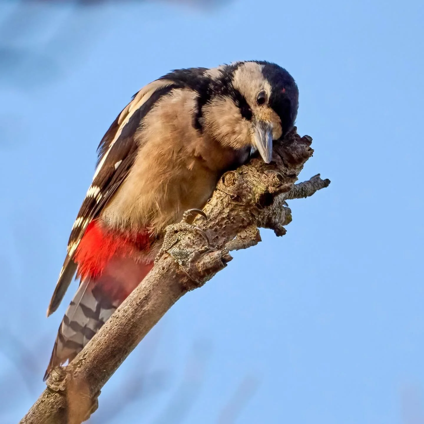 I so love my tree&hellip;
.
.
600mm 1/800s f/8 ISO400
.
.
#greatspottedwoodpecker #woodpecker #woodpeckers #treehugging #treehuggers #woodlandbirds #birdpics #birds #birdphoto #wildlifephotography #birdcaptures #dendrocoposmajor
