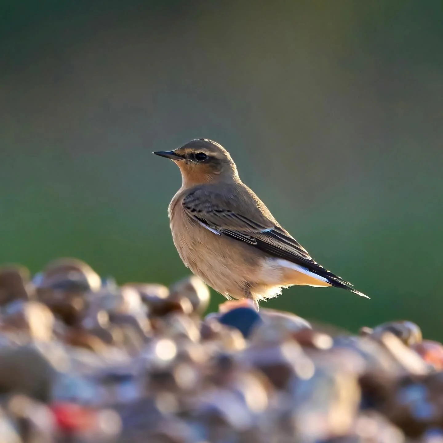 Early morning on the beach&hellip;
.
.
600mm 1/800s f/6.3 ISO640
.
.
#wheatear #sunrise #beachsunrise #beachlife #onthebeach #birds #bird #songbird #birdlife #birdcaptures #wildlife #nature #oenantheoenanthe #nikon #nikonz9