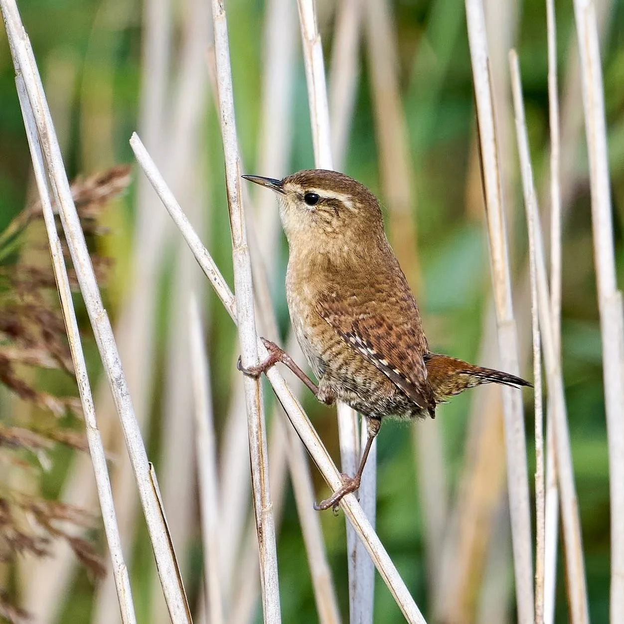 A wrendition of a reed warbler&hellip;
.
.
600mm 1/1000s f/6.3 ISO640
.
.
#wren #wrens #songbird #birds #smallbirds #reeds #wetlands #birdcaptures #birdsphotography #birdphoto #wildbirds #bestbirds #birds_nature #birdsonearth #troglodytestroglodytes