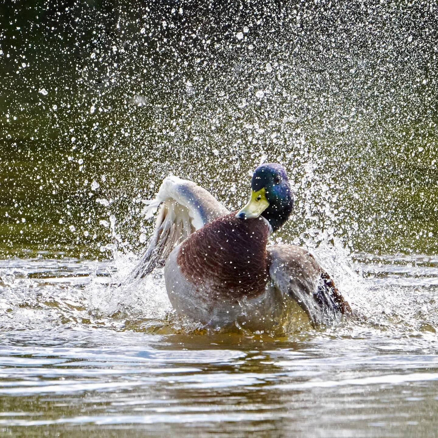When you pay for the premium wash&hellip;
.
.
600mm 1/2500s f/8 ISO640
.
.
#mallard #mallardduck #duck #ducklove #waterfowl #waterbirds #premiumwash #birds #bird #birdsphotography #birdphoto #bestbirds #anasplatyrhynchos