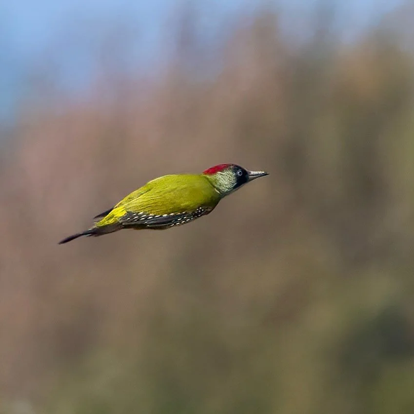 Aerodynamics&hellip;
.
.
600mm 1/1600 f/6.3 ISO320.
.
.
#greenwoodpecker #woodpecker #woodpeckersofinstagram #aerodynamics #birdsinflight #woodlandbirds #birdphoto #birdsonearth #birdcaptures #picusviridis #birds_brilliance #birds_nature
