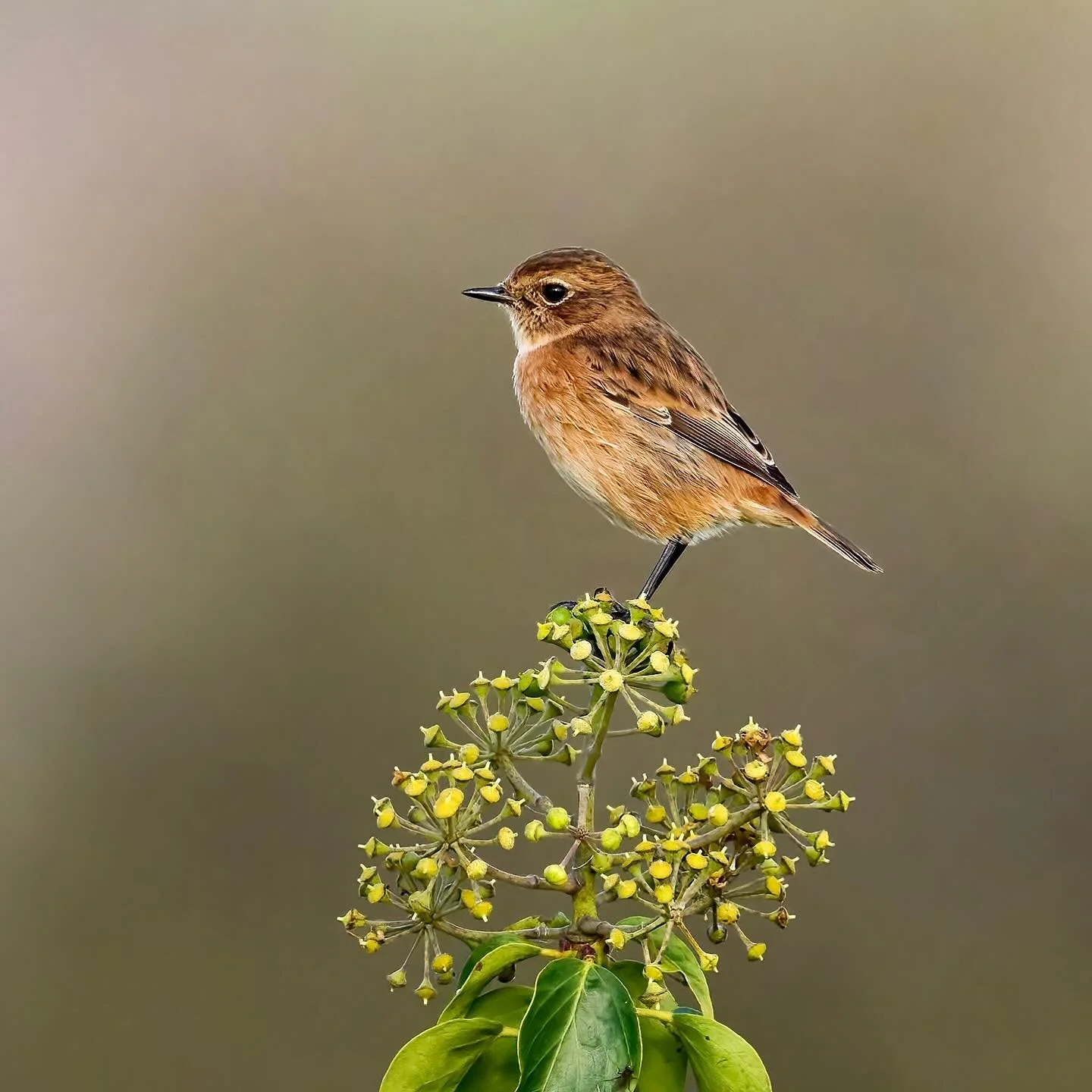 I&rsquo;ll always stop for a chat&hellip;
.
.
600mm 1/1800s f/6.3 ISO400
.
.
#stonechat #stonechats #songbird #birds #birdphoto #birdphotographer #birdwatching #saxicolatorquata #wildlife #nature