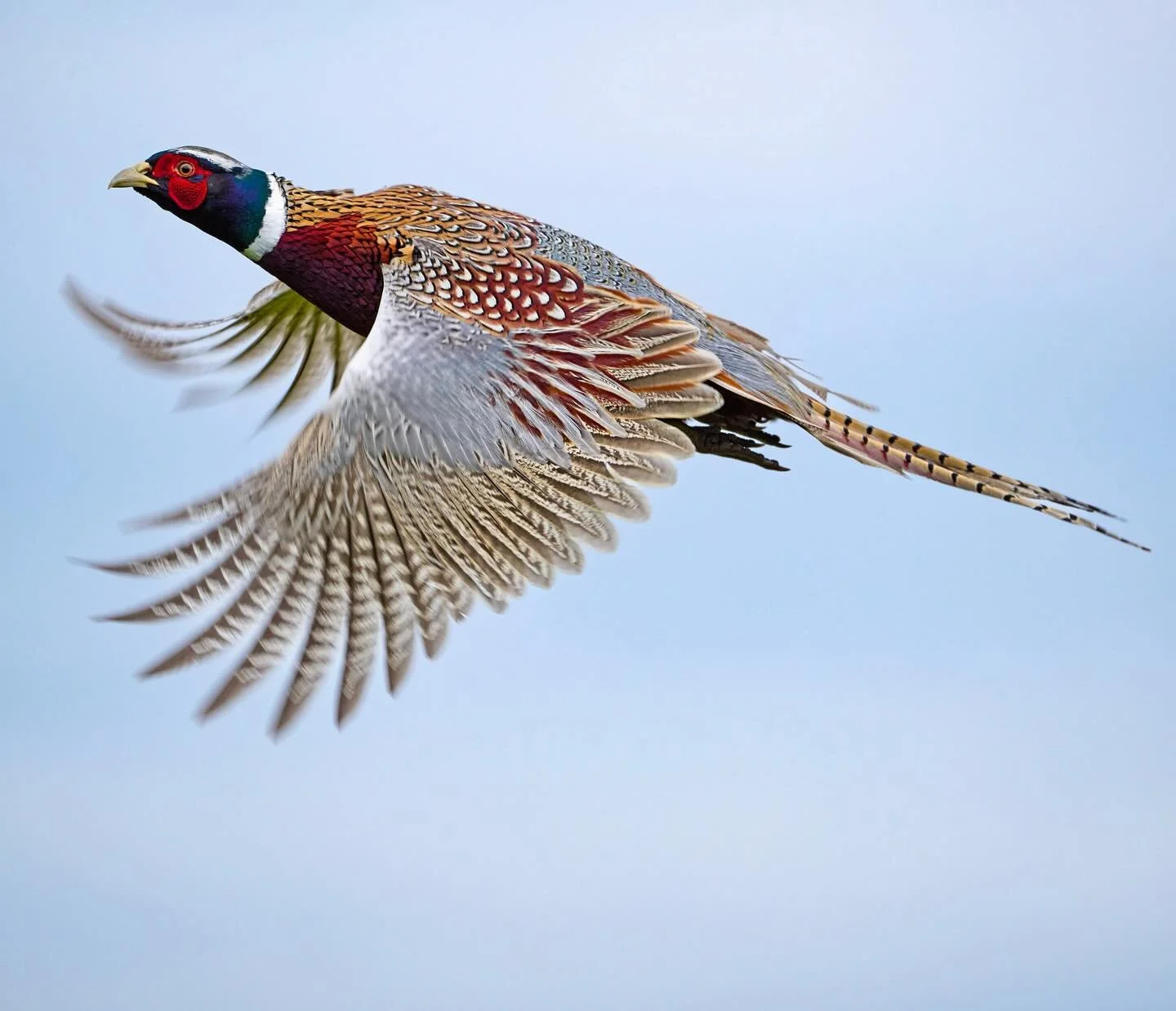The only way to shoot a pheasant is with a camera. What a stunning bird it is&hellip;
.
.
600mm 1/800s f/8 ISO560
.
.
#pheasant #pheasants #birdsinflight #birdfeathers #birds #plumage #birdpics #wildlife #nature #phasianuscolchicus #birdsinflightphot