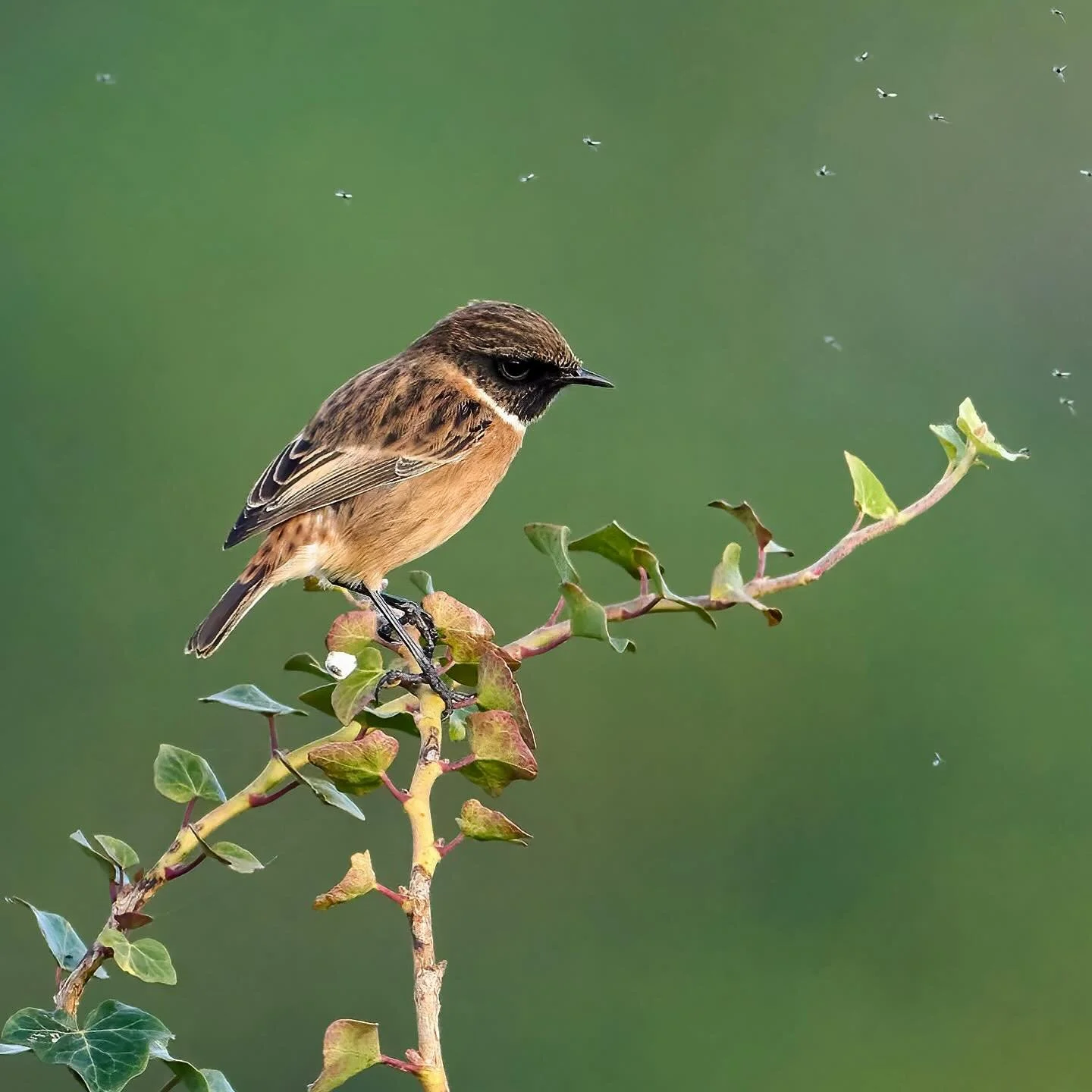 Been a lot of chatting going on&hellip;
.
.
600mm 1/1600 f/6.3 ISO1000
.
.
#stonechat #songbird #smallbirds #bird #birds #birdphoto #birdphotographer #passerine #saxicolatorquata #wildlife #wildlifephoto #nature #planetbirds #bestbirdshot