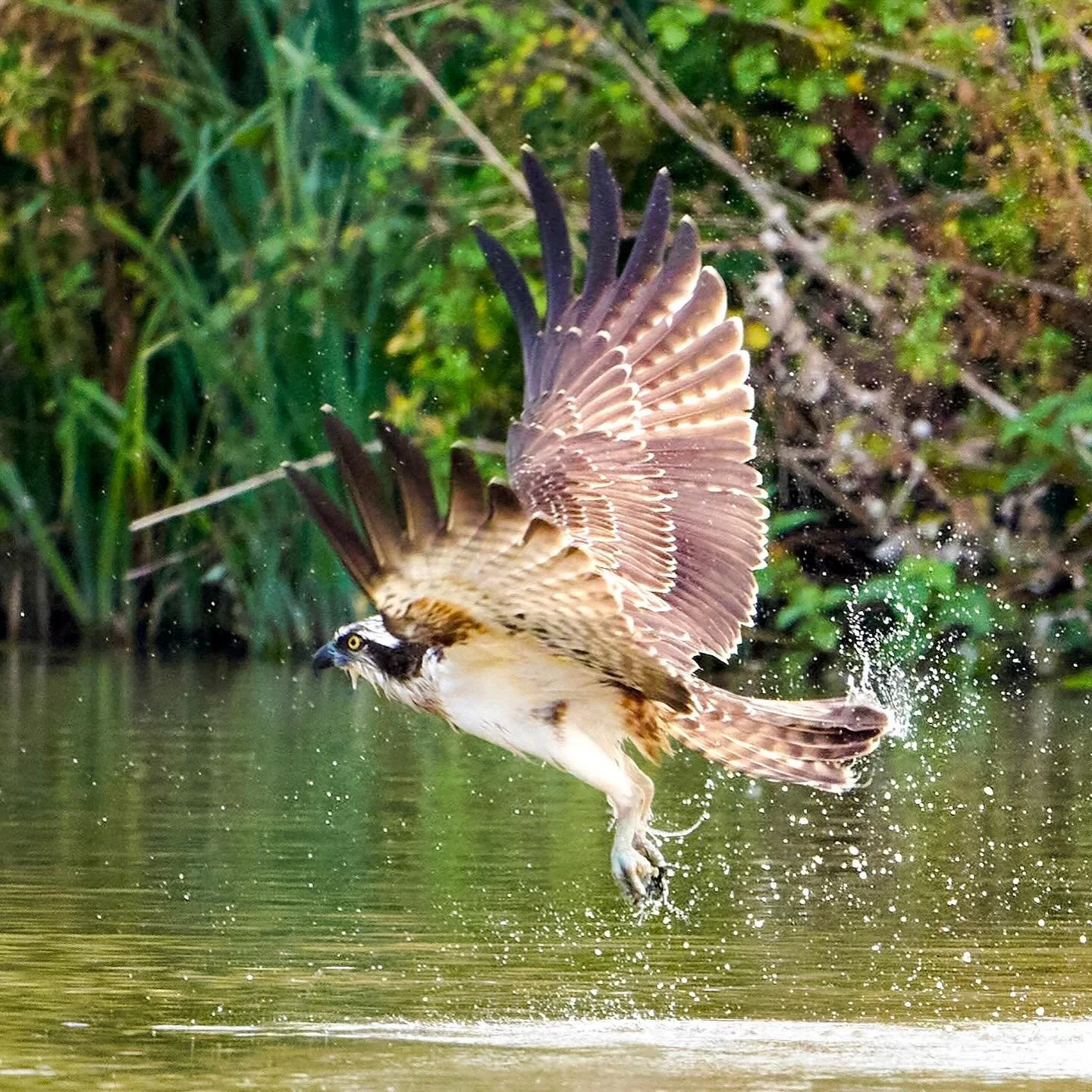 It was an absolute joy to share a moment with this magnificent bird&hellip;
.
.
600mm 1/1600s f/7.1 ISO1000
.
.
#osprey #birdofprey #ospreys #birds #bestbirds #birdphoto #birdcaptures #birdfreaks #planetbirds #birdsonearth #pandionhaliaetus