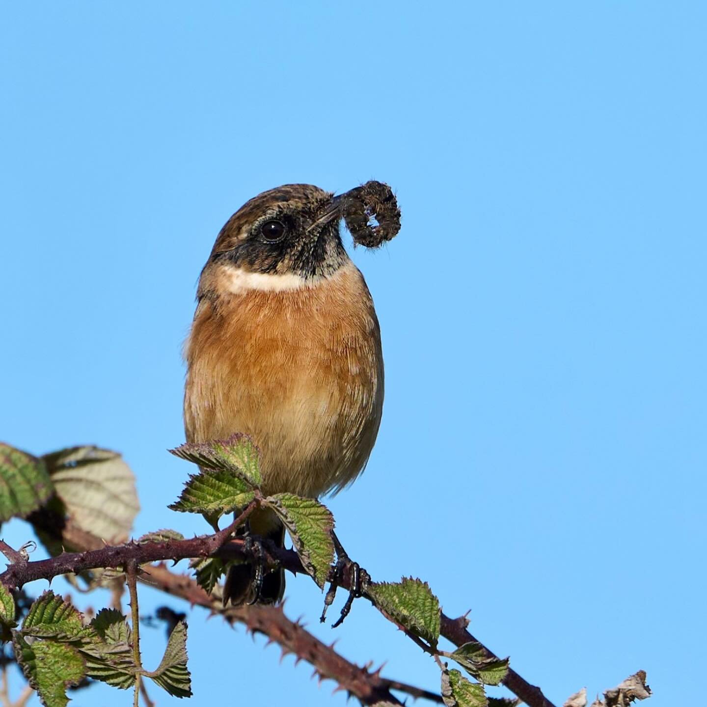 Had fun watching this stunning little stonechat catching what I think is a peacock butterfly caterpillar (feel free to correct me if I’m wrong😊)…
.
.
600mm 1/1000s f/6.3 ISO220
.
.
#stonechat #songbird #birds #bird #birdphoto #peacockbu