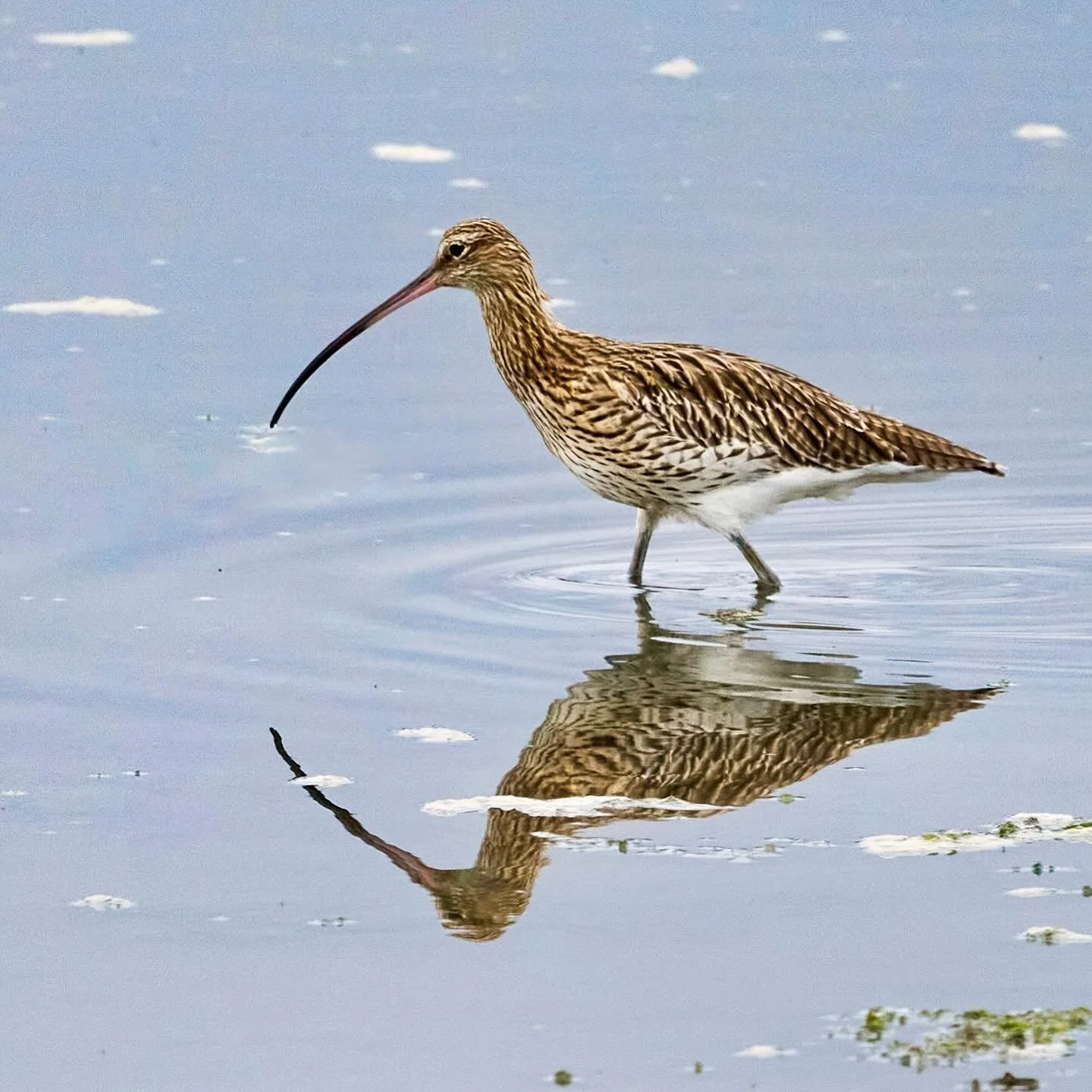Reflecting…
.
.
600mm 1/800s f/8 ISO400
.
.
#curlew #curlews #wadingbirds #birds #reflection #reflectionshot #birdphoto #birdpics #birdplanet #planetbirds #numeniusarquata #threatenedspecies