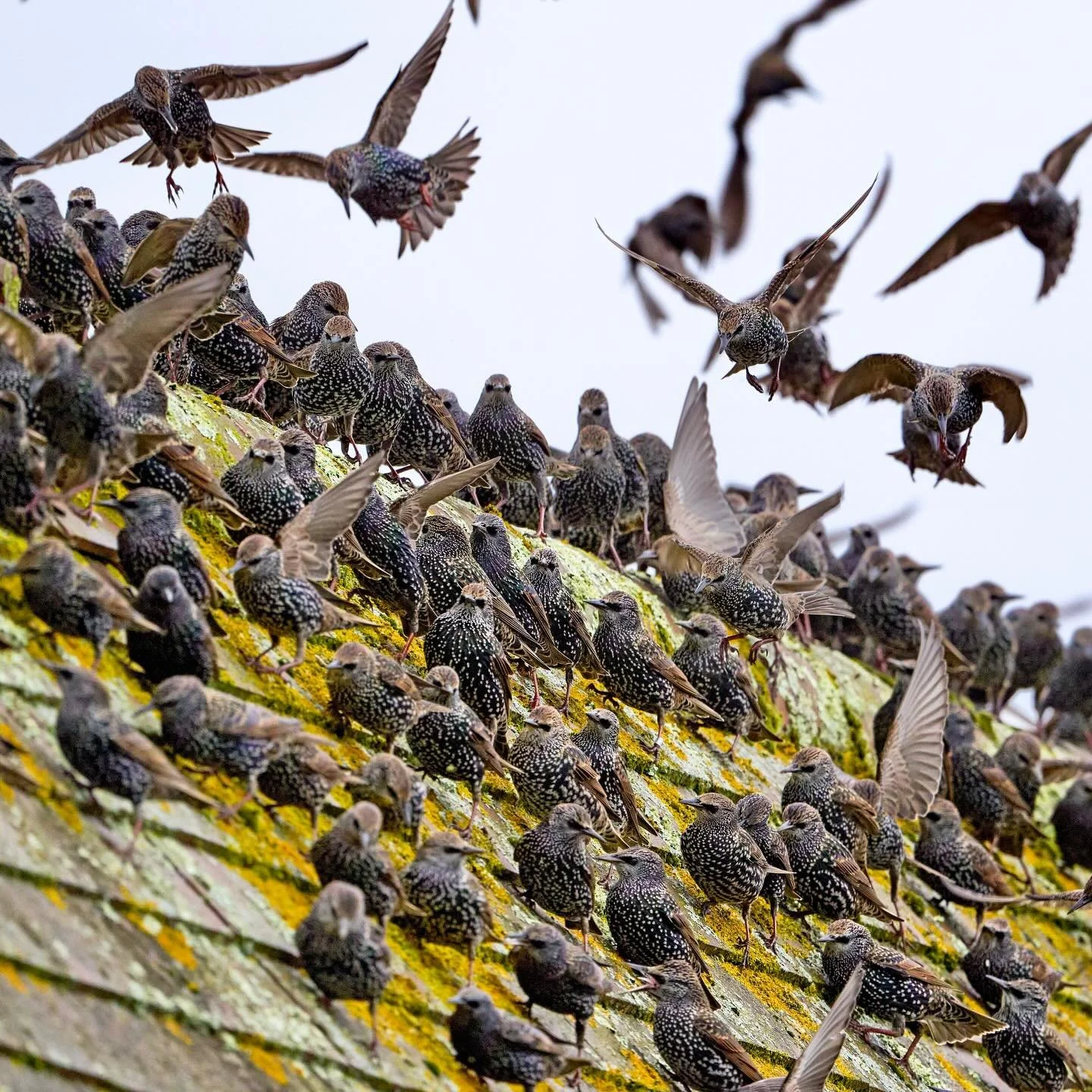 Roof inspection&hellip;
.
.
600mm 1/800s f/8 ISO640
.
.
#starling #starlings #bird #birds #birdphoto #nature #wildlife #roofinspection #planetbirds #birdsonearth #birds_captures #birdsinflight #sturnusvulgaris