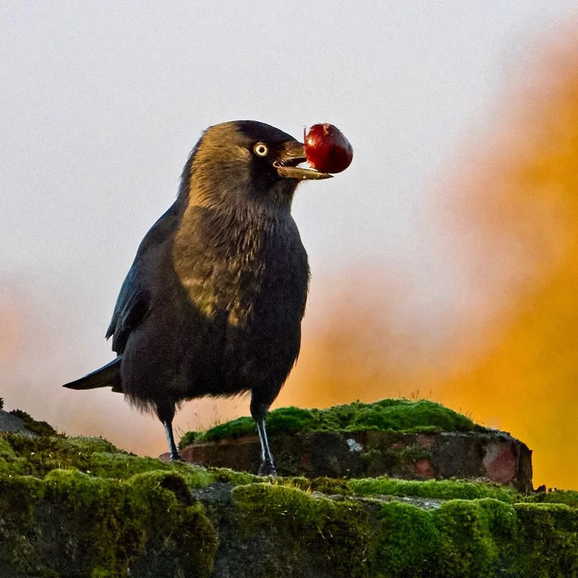 Anyone want a game of conkers&hellip;?
.
.
600mm 1/800s f/8 ISO640
.
.
#jackdaw #corvid #corvids #conkers #horsechestnut #bird #birdphoto #birds_captures #birds_4you #birdsonearth #coloeusmonedula #birdsplanet #planetbirds #nikon #nikonz9