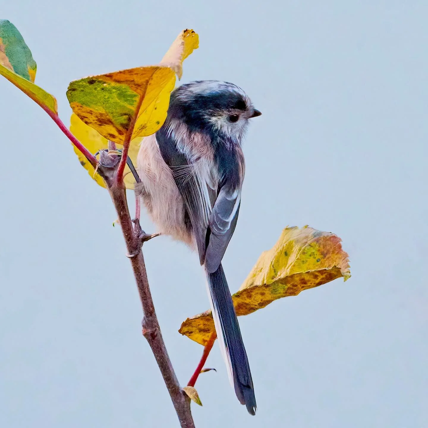 Cute or what&hellip;
.
.
600mm 1/800s f/6.3 ISO400
.
.
#longtailedtit #songbird #longtail #bird #birds #birdphoto #birdcaptures #aegithaloscaudatus #bestbirds #birdoftheday #planetbirds #birdlove #