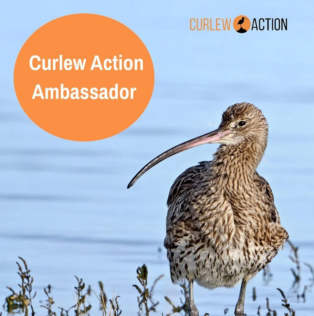 I can&rsquo;t tell you how delighted and honoured I am to have been chosen to be a Curlew Action ambassador, an organisation that has been close to my heart for some time due to my absolute passion for curlews. 
.
Curlew Actions&rsquo; mission is to 