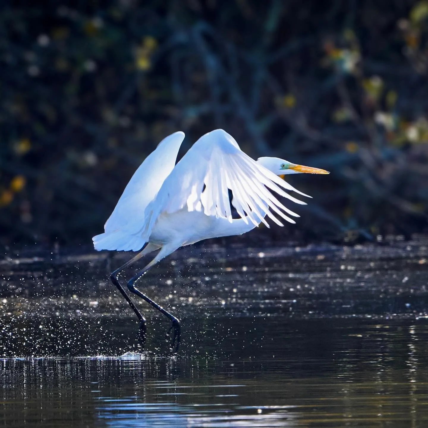 It&rsquo;s all about the light&hellip;
.
.
600mm 1/1000s f/8 ISO640
.
.
#greatwhiteegret #egrets #egretsofinstagram #wadingbirds #birds #birdphotograph&yacute; #planetbirds #birdsonearth #birdcaptures #greatwhiteheron #egretsandherons #ardeaalba #wwt