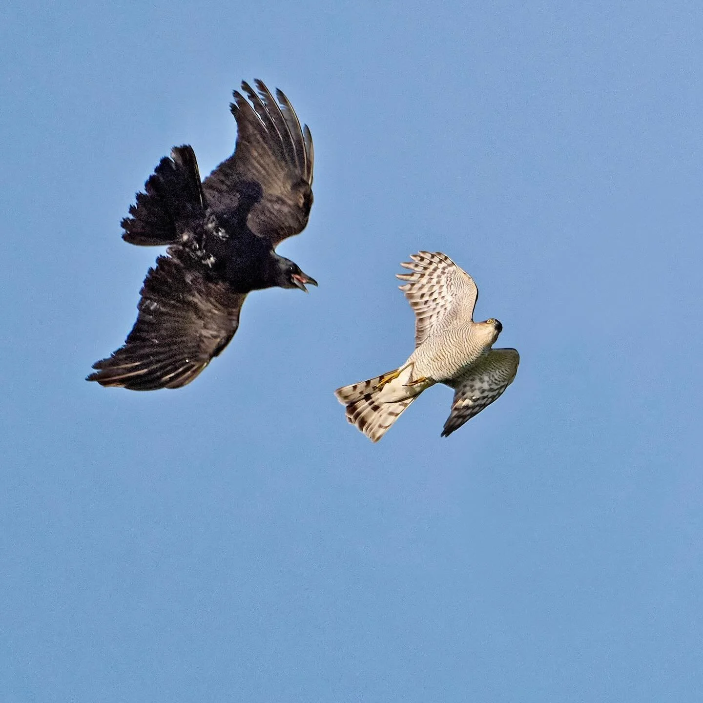 It always surprises me just how big corvids are &hellip;
.
.
600mm 1/3200s f/8 ISO800
.
.
#corvids #falcons #peregrinefalcon #birds #birdsinflight #birdphotograph&yacute; #birdcaptures #bestbirds #birdsonearth #birds_nature #birdseyeview #birdphoto #