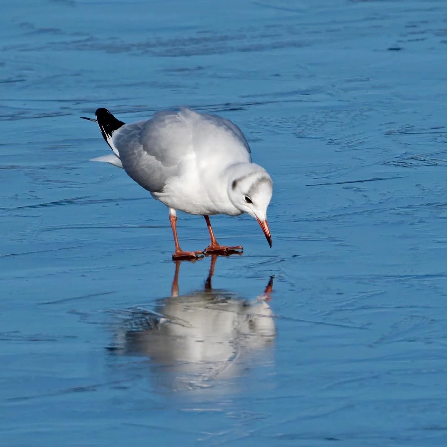 How the hell did you get under there&hellip;?
.
.
600mm 1/800s f/6.3 ISO400
.
.
#blackheadedgull #gulls #birds #birdphoto #birdphotograph&yacute; #seabird #chroicocephalusridibundus #frostymorning