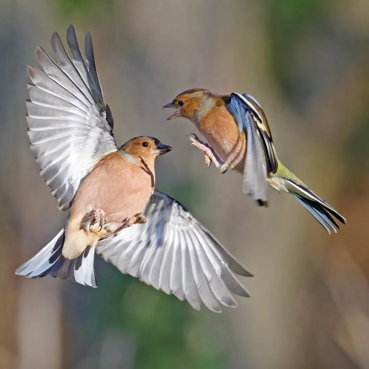 Angry birds&hellip;
.
.
600mm 1/2000s f/8 ISO1000
.
.
#angrybirds #chaffinch #finch #finches #birdsinflight #songbirds #birds #birdphoto #birdcaptures #bestbirds #birdsonearth #birds_brilliance #birdsphotography #birds_perfection #fringillacoelebs