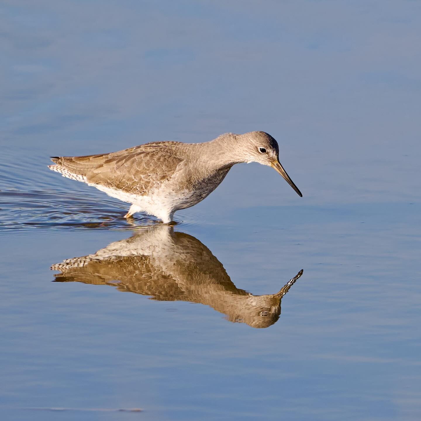 Ohhh yeah &hellip;
.
.
600mm 1/800s f/6.3 ISO400
.
.
#redshank #wadingbirds #wadingbird #shorebirds #birds #wetlands #mudflats #saltmarsh #bird #birdphoto #birder #birdlove #tringatotanus