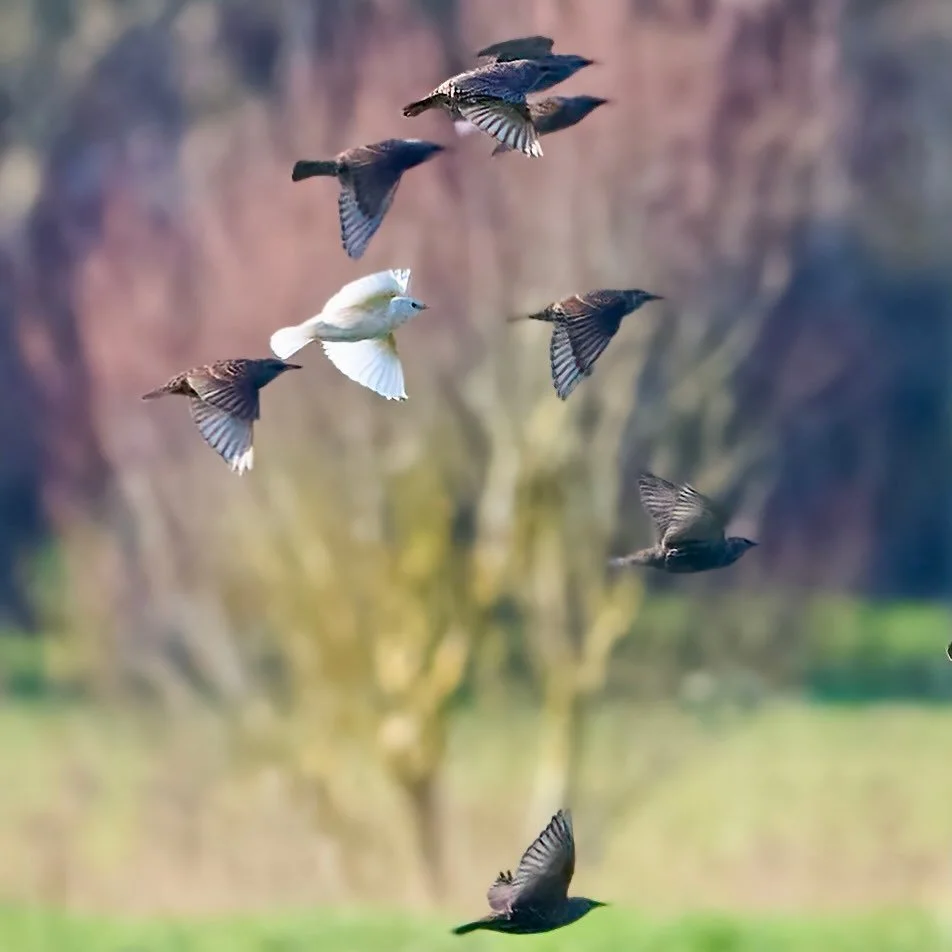 It don&rsquo;t matter if you&rsquo;re black or white&hellip;
.
.
600mm 1/2000s f/8 ISO1600
.
.
#starling #starlings #birdsinflight #blackorwhite #blackandwhite #sturnusvulgaris #birds #birdpics #birdfreaks #birds_adored #birds_brilliance