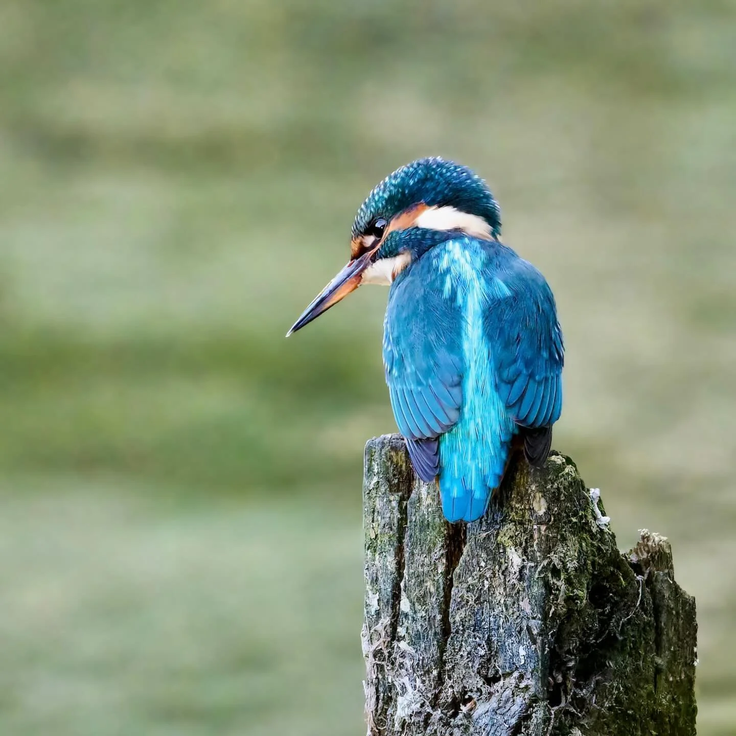 Showing the same patience I needed to get the shot&hellip;😁
.
.
600mm 1/800s f/7.1 ISO900
.
.
#kingfisher #kingfishers #kingfishersofinstagram #birds #birdphoto #birdpics #bestbirds #wildlife #nature #naturephotography #alcedo_atthis #coraciiformes 