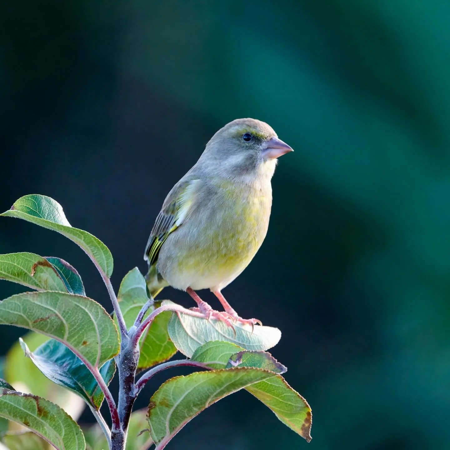 It&rsquo;s good to be green&hellip;
.
.
600mm 1/800s f/6.3 ISO1000
.
.
#greenfinch #finch #finches #songbird #green #bird #birdphoto #gardenbirds #mygarden #carduelis #chloris #birds #birdsonearth #ukbirds #planetbird #birdphotographer