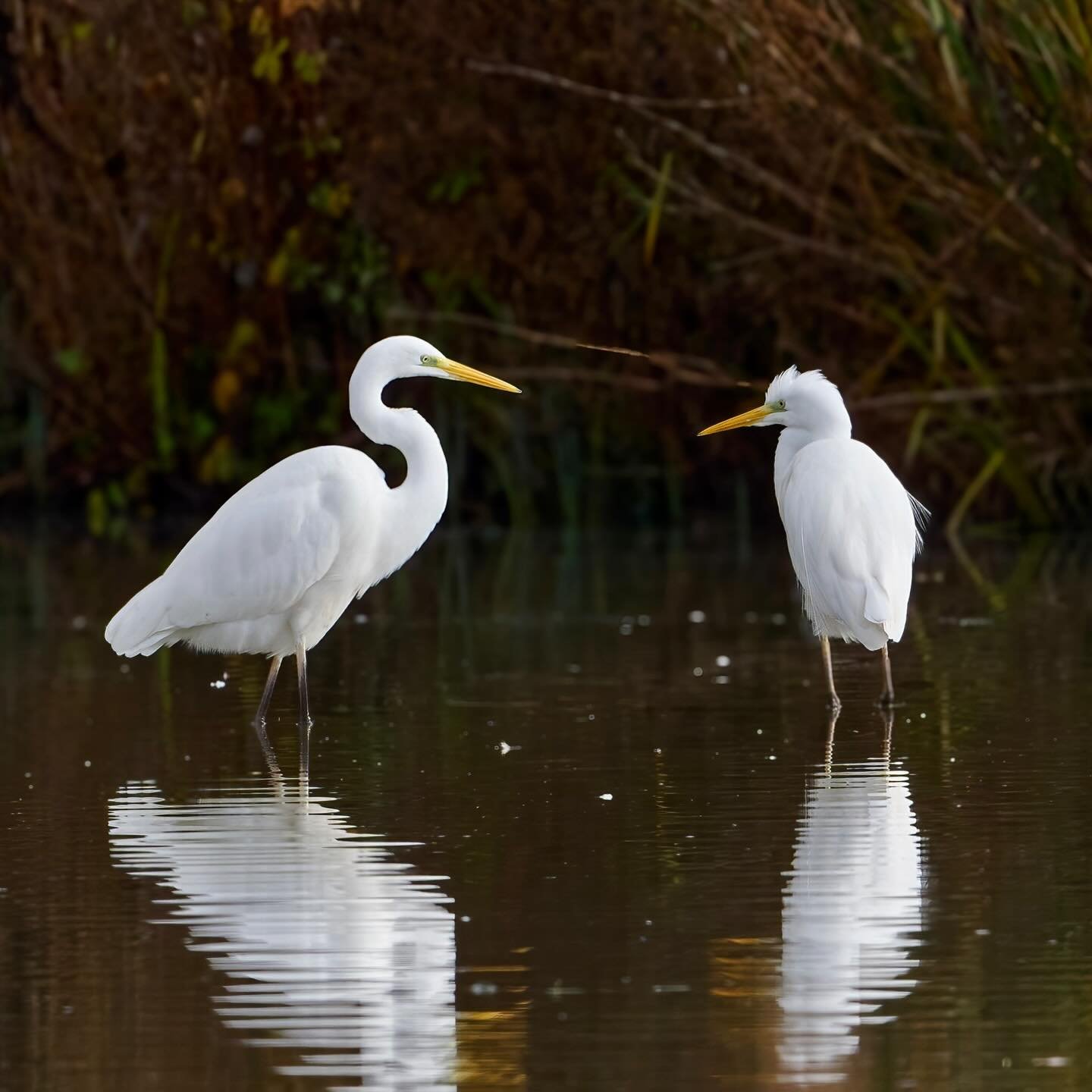 Hi&hellip;.can I get you a fish?
.
.
600mm 1/800s f/8 ISO720
.
.
#greatwhiteegret #greategret #greatwhiteheron #heronsandegrets #egrets #wwtarundel #wwt #wetlands #wadingbirds #birds #birdphoto #birdpics #birdsofinstagram #birdsonearth #ardea #ardeaa