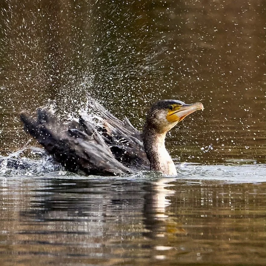 Bath night&hellip;
.
.
600mm 1/1600s f/7.1 ISO1000
.
.
.
#cormorant #cormorants #waterbird #aquaticbirds #bird #birdphoto #birdcaptures #birds #birdpics #wildlifephotography #nature #naturephotography #phalacrocoraxcarbo #nikon