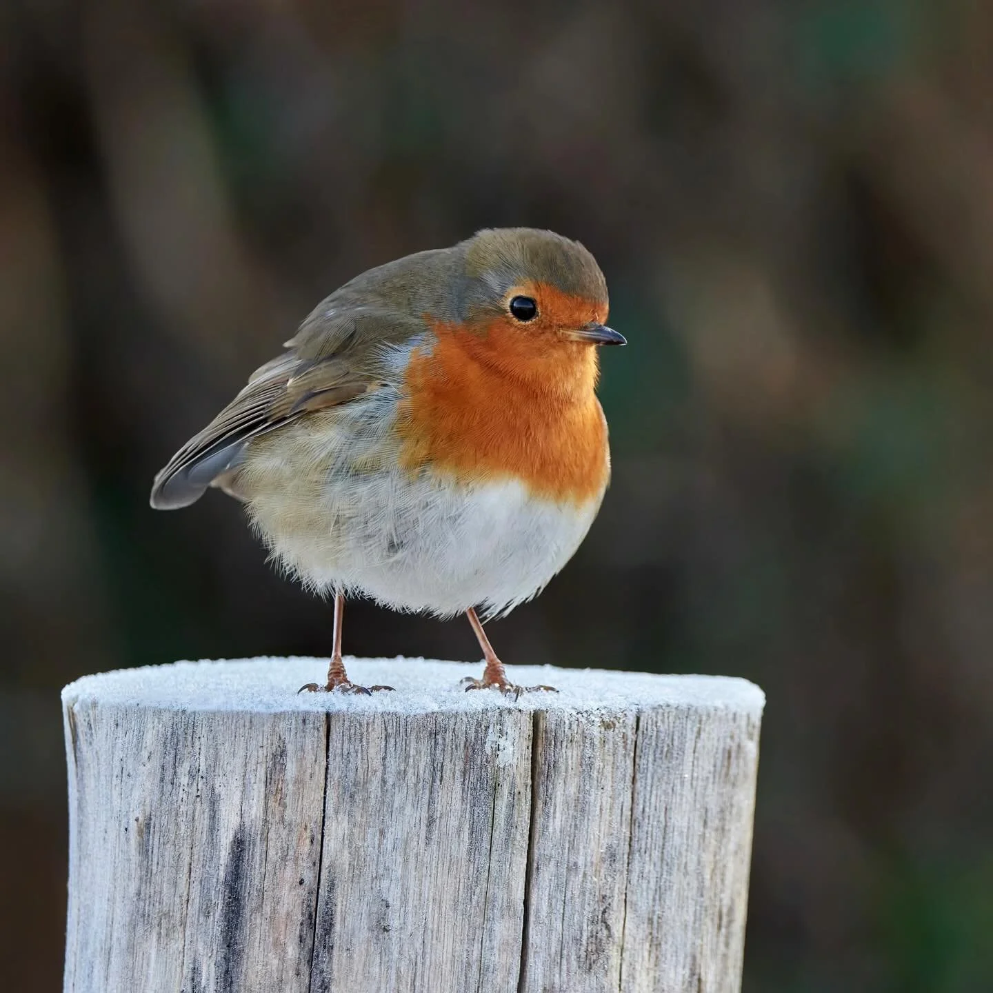 What mince pies&hellip;?
.
.
600mm 1/640s f/8 ISO720
.
.
#robin #robinredbreast #christmasrobin #christmas #christmastime #gardenbirds #songbird #erithacusrubecula #birds #birdphoto #bird #mincepies