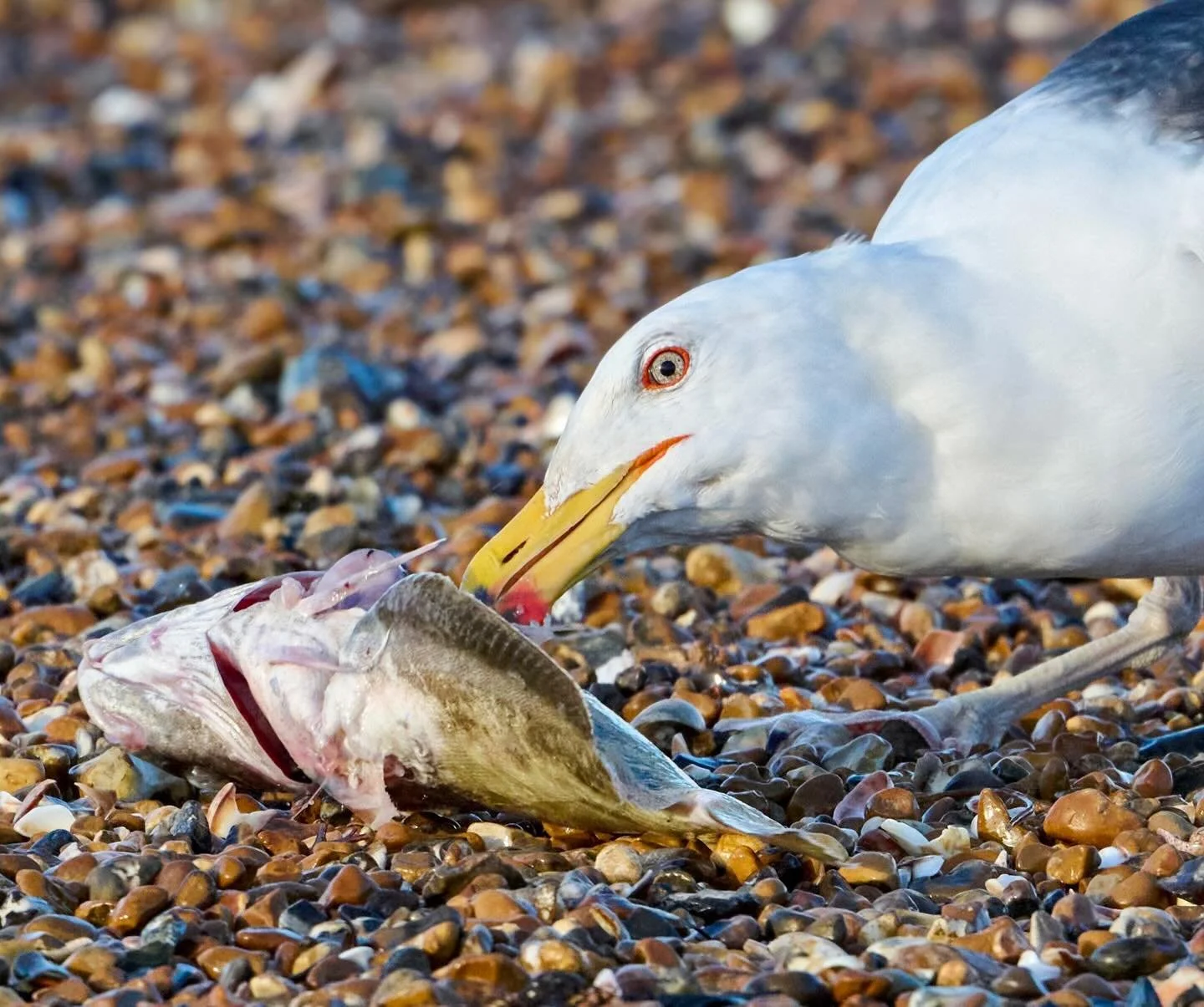 Fish supper&hellip;
.
.
600mm 1/800s f/8 ISO1600
.
.
#greatblackbackedgull #gull #gulls #fishsupper #seabirds #seabird #beachlife #eastpreston #eastprestonbeach #beachwildlife #larusmarinus #beachvibes #nikonz9