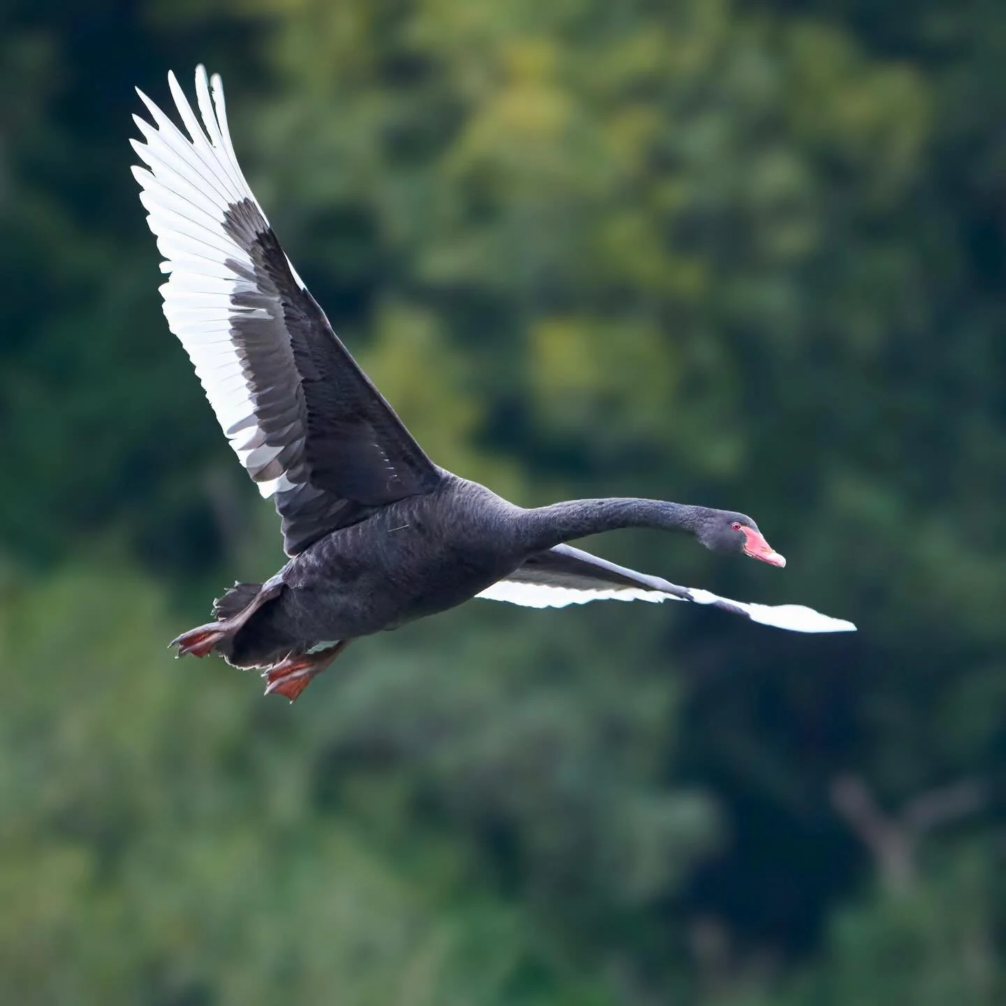 Seeing a black swan for the first time brightened up a very grey day @wwtarundel &hellip;
.
.
#blackswan #cygnusatratus #swans #swan #wwt #wwtarundel #wetlands #wetland #arundel #waterbirds