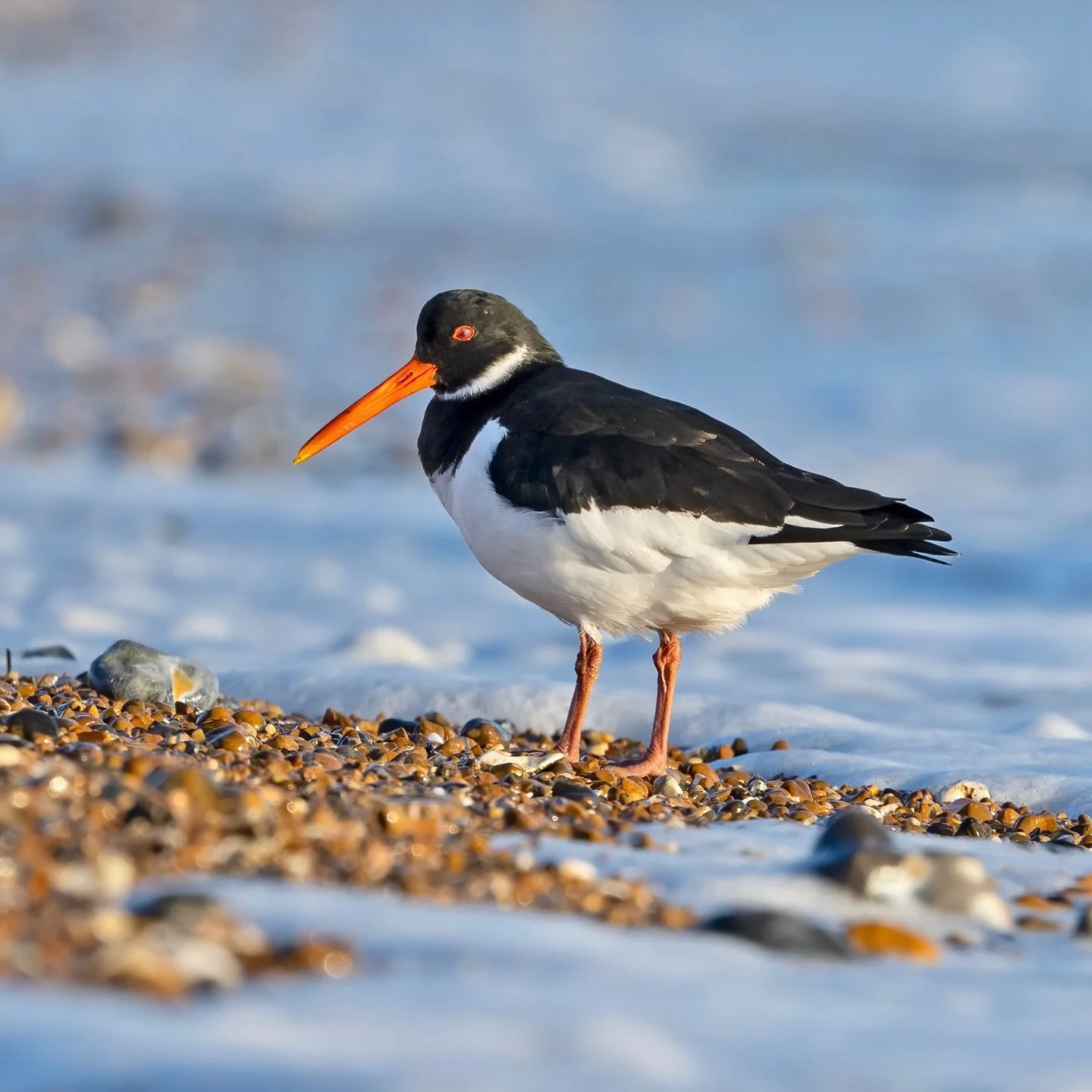 Down on the beach&hellip;
.
.
600mm 1/800s f/7.1 ISO400
.
.
#oystercatcher #seabird #shorebird #wadingbird #coastalbirds #onthebeach #beachlife #beachbirds #haematopusostralegus #eastprestonbeach #birds #birdphoto #wildlife #nature