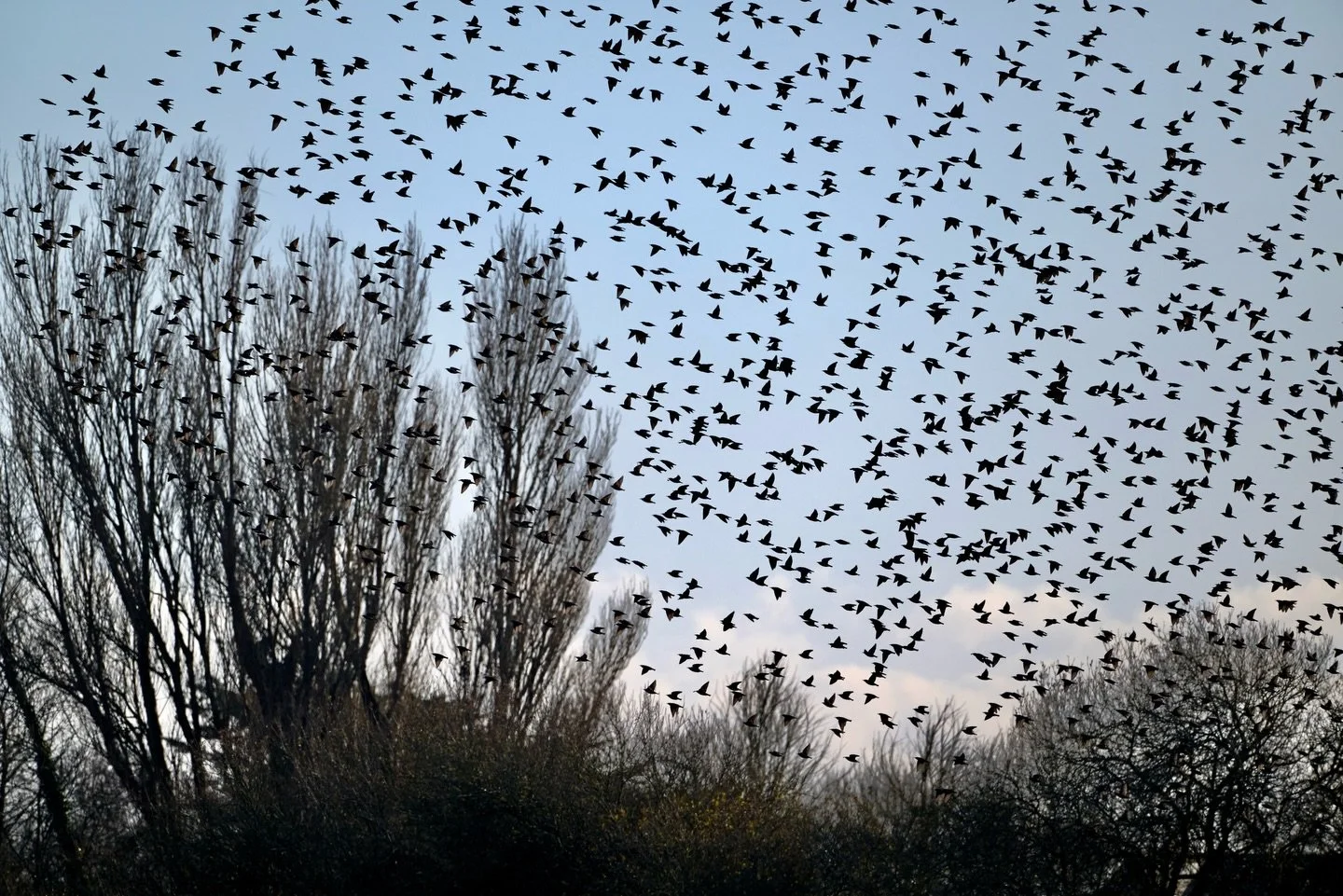 Just a few starlings about on my local walk this morning &hellip;
.
.
600mm 1/1000s f/10 ISO900
.
.
#starlings #murmuration #flockofbirds #birdsinflight #starlingsofinstagram #sturnusvulgaris #birds #birdphoto #silhouette #silhouettephotography #bird