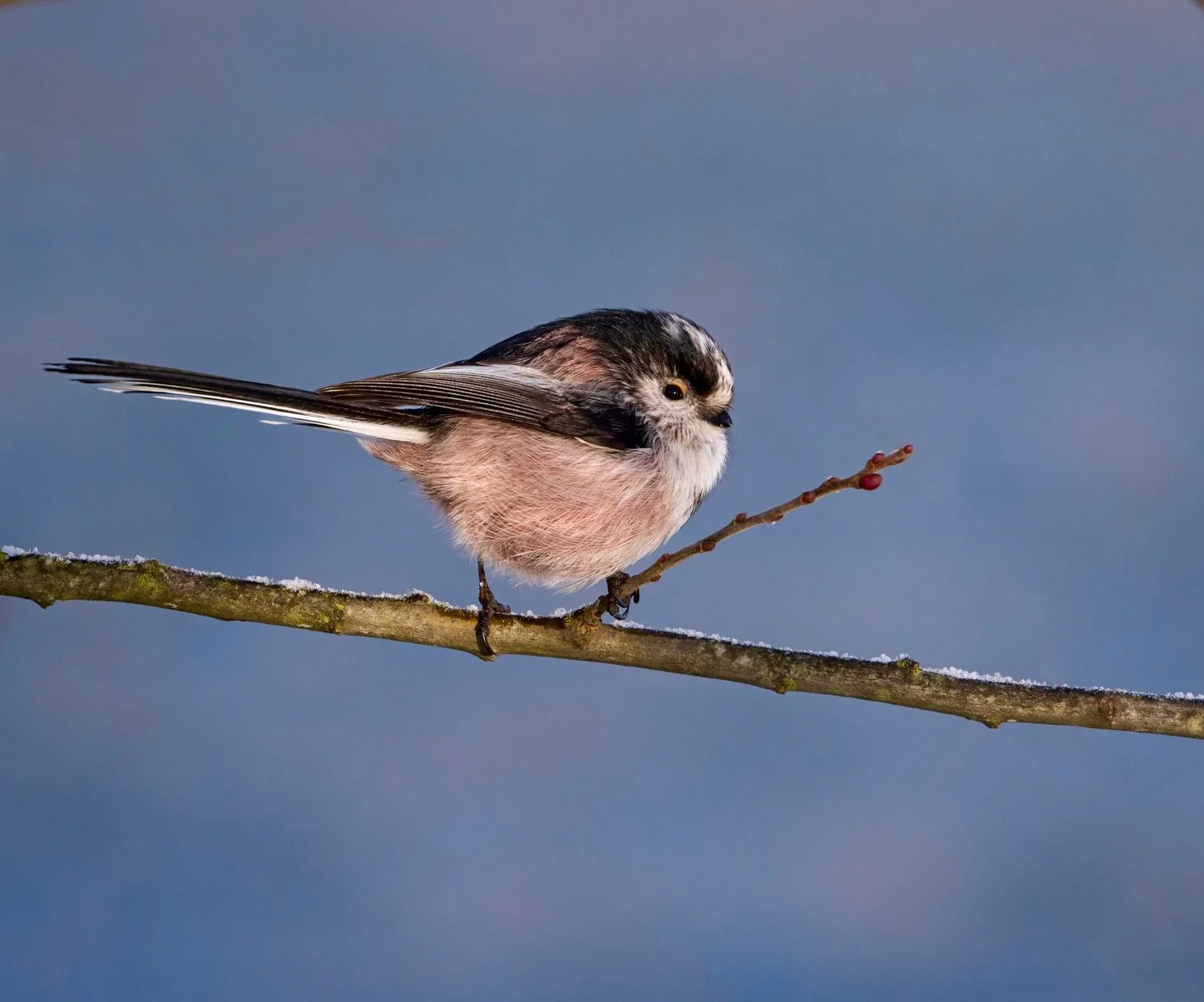 Perfectly parallel&hellip;
.
.
600mm 1/800 f/6.3 ISO640
.
.
#longtailedtit #birdphoto #birds #bushtit #woodlandbirds #bird #birdsadored #birdphotography #aegithaloscaudatus #smallbirds #songbird #nikonz9 #naturephotography #wildlifephoto