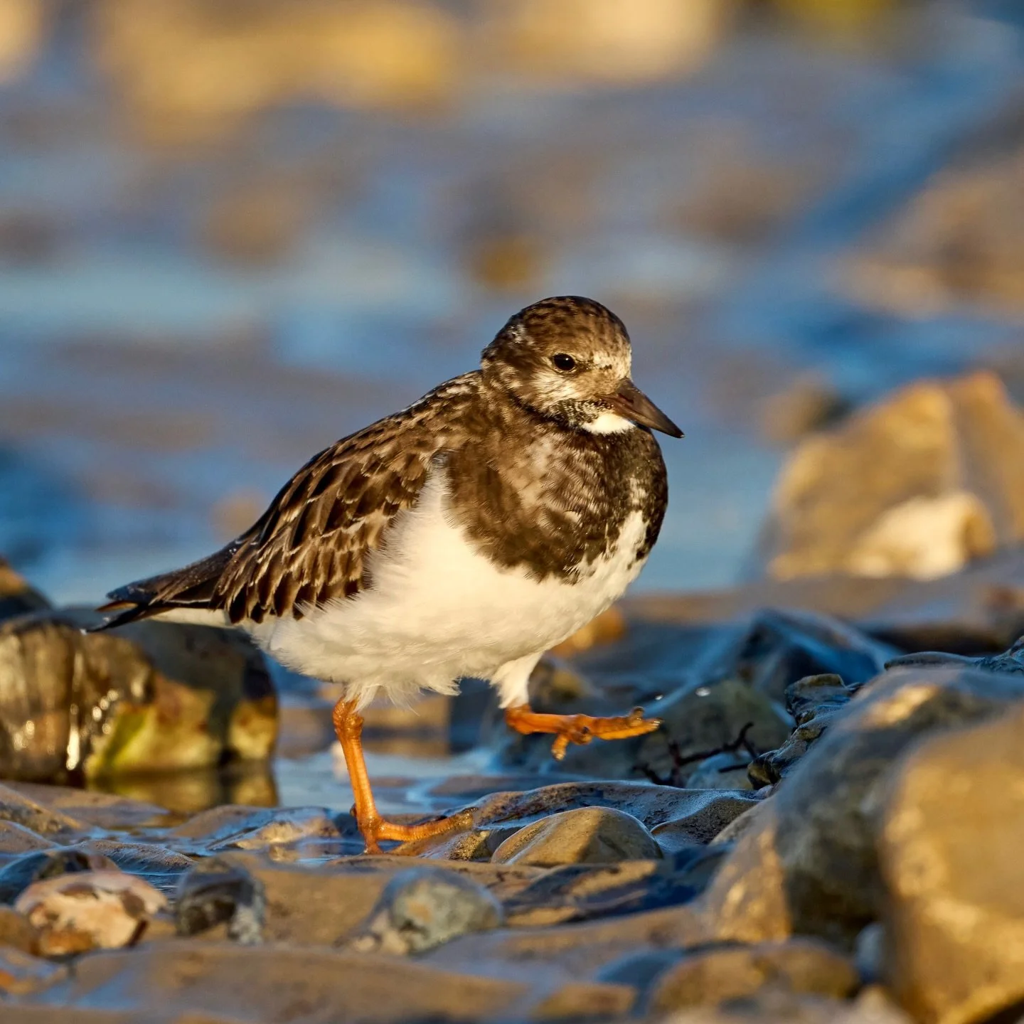 Just turning some stones&hellip;
.
.
600mm 1/800s f/6.3 ISO560
.
.
#turnstone #wadingbirds #shorebirds #bird #birdphoto #birdphotography #arenariainterpres #beachlife #beachwildlife #beachbirds #birdsonearth #birdcaptures #wildlife #nature