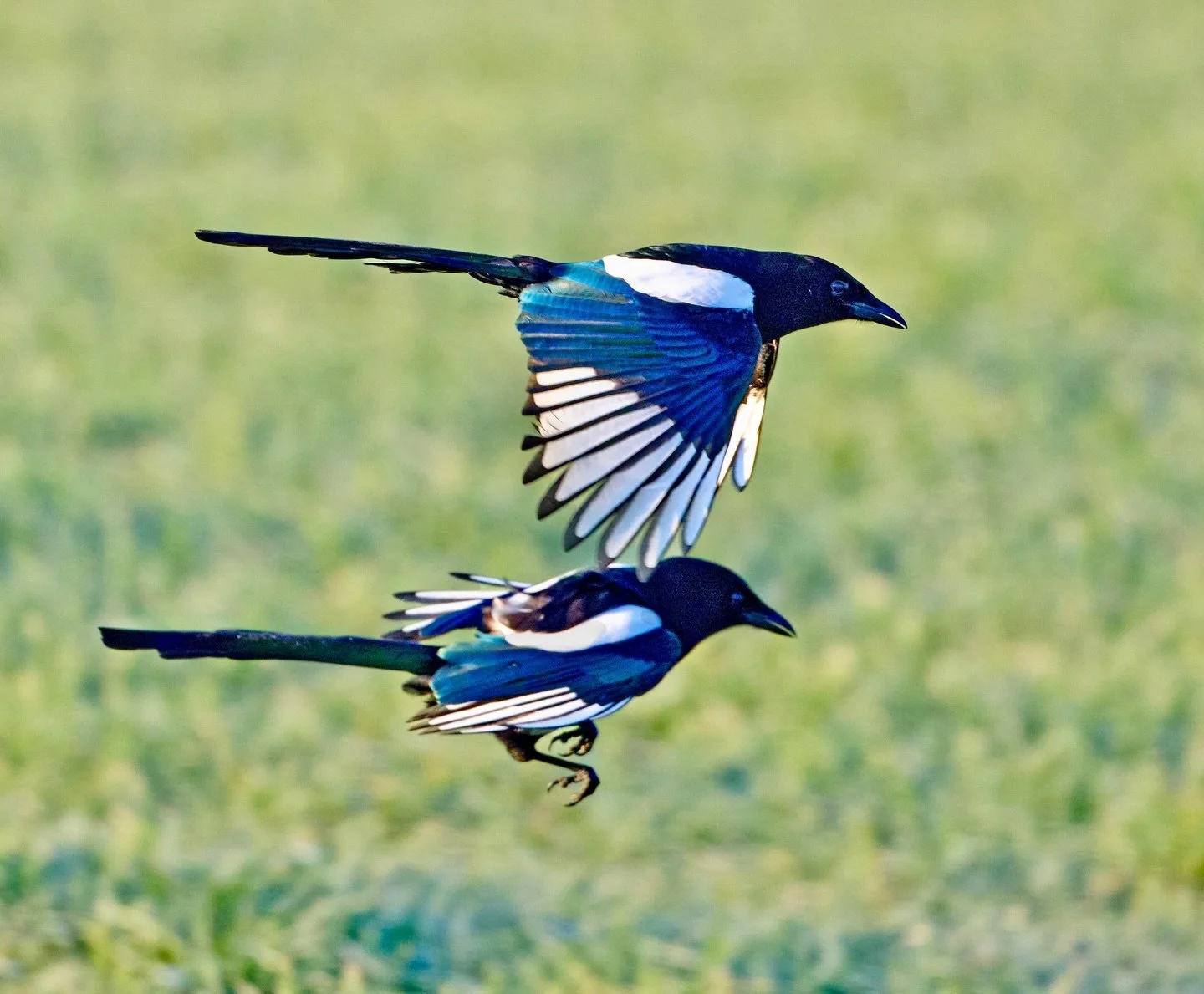 Two for joy&hellip;
.
.
600mm 1/1200s f/7.1 ISO640
.
.
#magpie #magpies #oneforsorrowtwoforjoy #twoforjoy #nurseryrhymes #corvid #corvids #birdsinflight #wings #picapica #birds #birdwatching #birdphoto #nature #wildlifephotography #nikon #abirdinthel