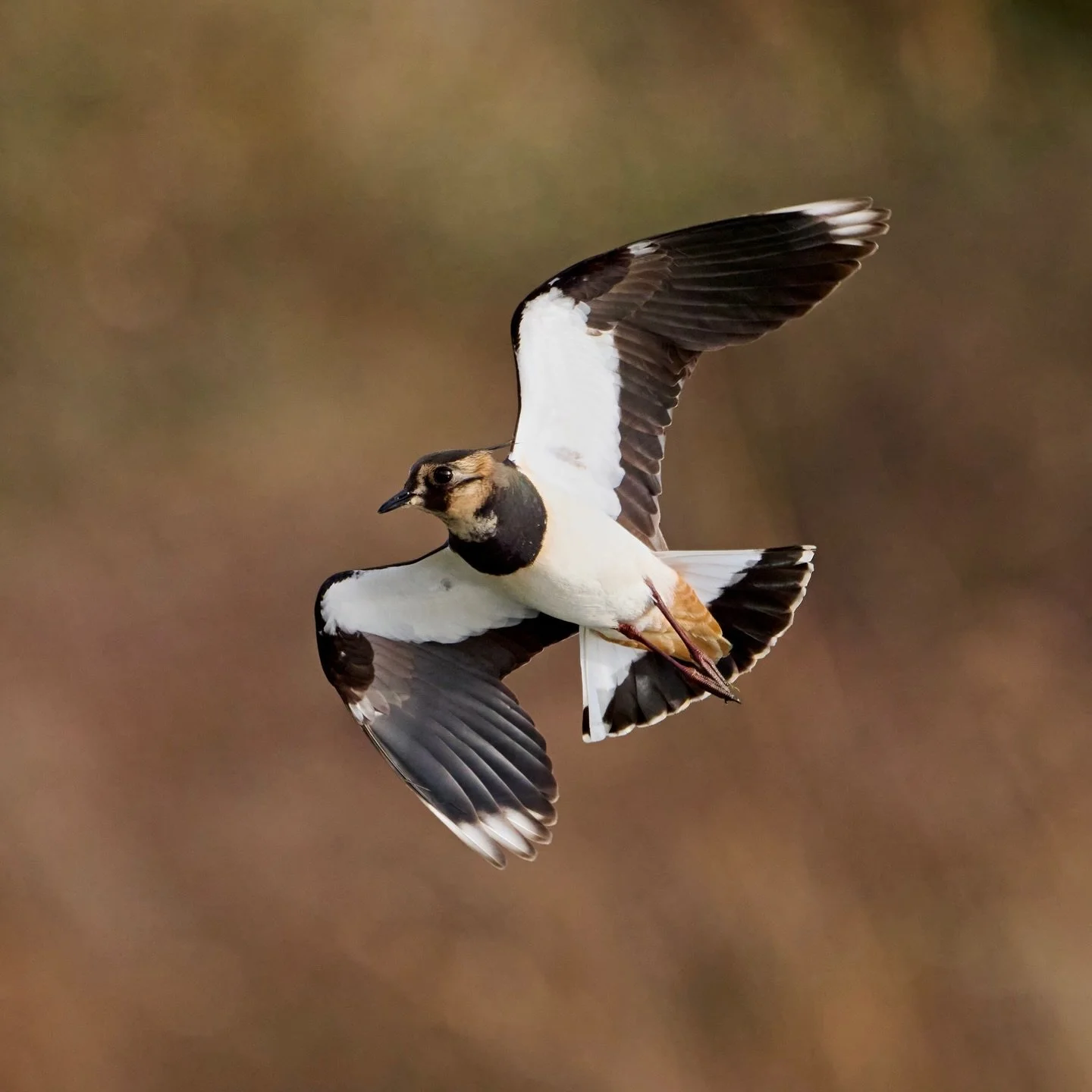 Absolute lapwing fest @wwtarundel&hellip;
.
.
#lapwing #wwt #threatenedspecies