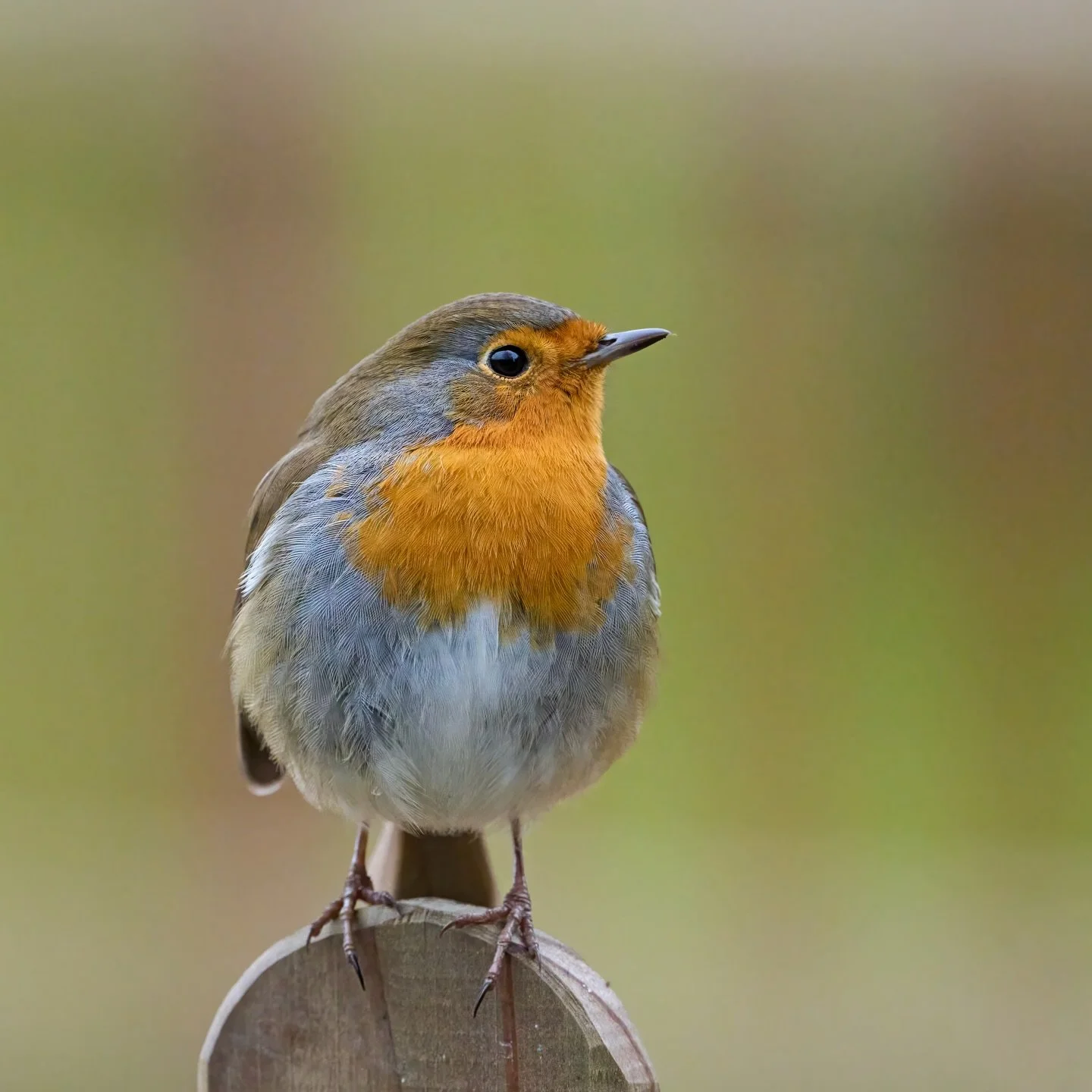 There&rsquo;s always a robin&hellip;
.
.
600mm 1/800s f/6.3 ISO640
.
.
#robin #robinredbreast