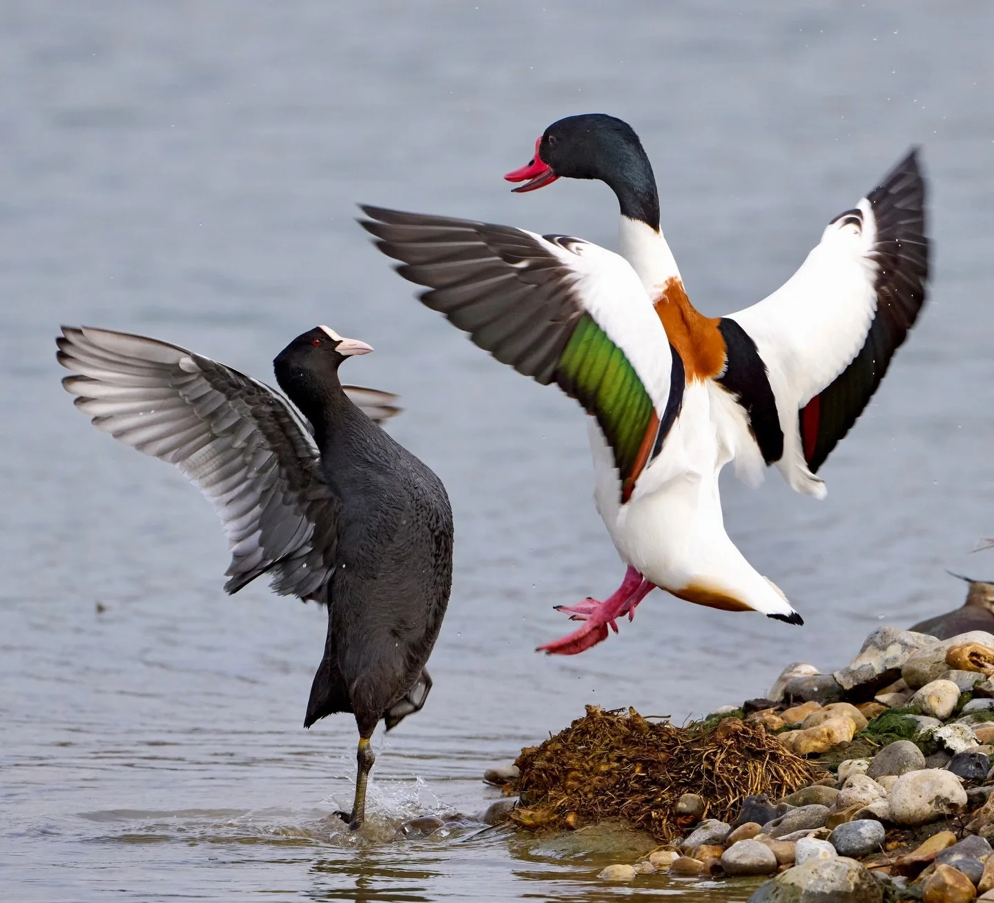 Come on then&hellip;!
.
.
600mm 1/1200s f/8 ISO640
.
.
#wwtarundel #coot #shelduck