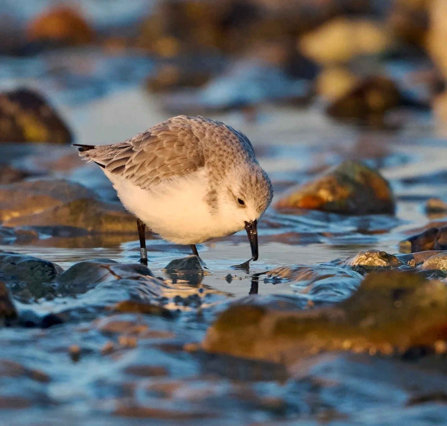 The early bird&hellip;
.
.
600mm 1/1000s f/7.1 ISO900
.
.
#sanderling #wadingbirds #shorebirds