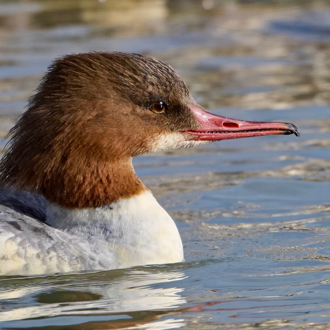 Cool bird&hellip;
.
.
600mm 1/800s f/8 ISO400
.
.
#goosander #commonmerganser