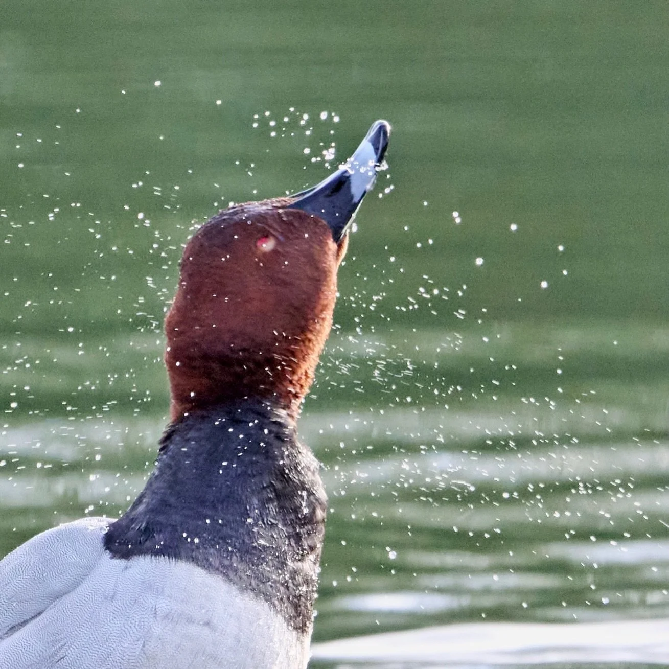 Feeling goood&hellip;
.
.
600mm 1/1000s f/7.1 ISO640
.
.
#pochard #wwtarundel #ducks