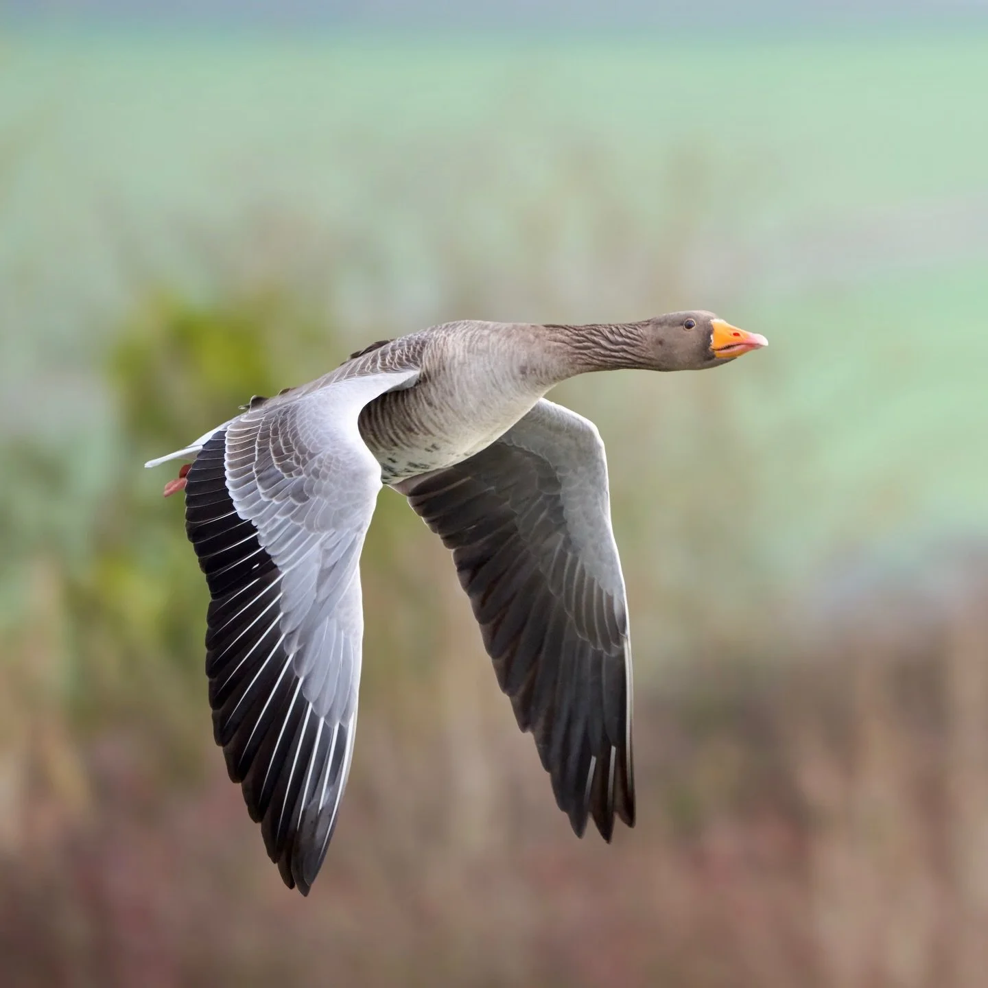 Morning run &hellip;
.
.
600mm 1/800s f/7.1 ISO400
.
.
#greylaggoose #goose