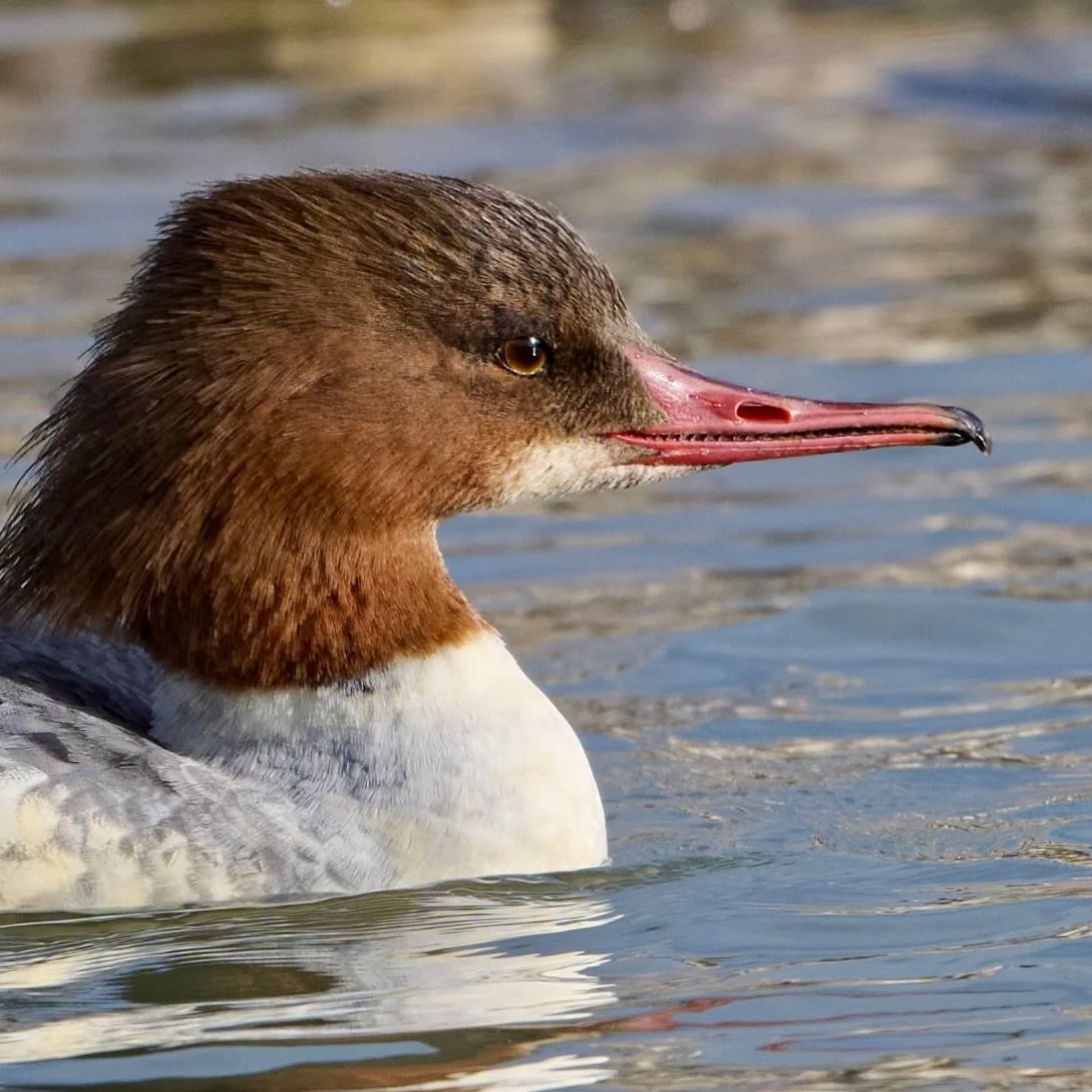 Cool bird&hellip;
.
.
600mm 1/800s f/8 ISO400
.
.
#goosander #commonmerganser
